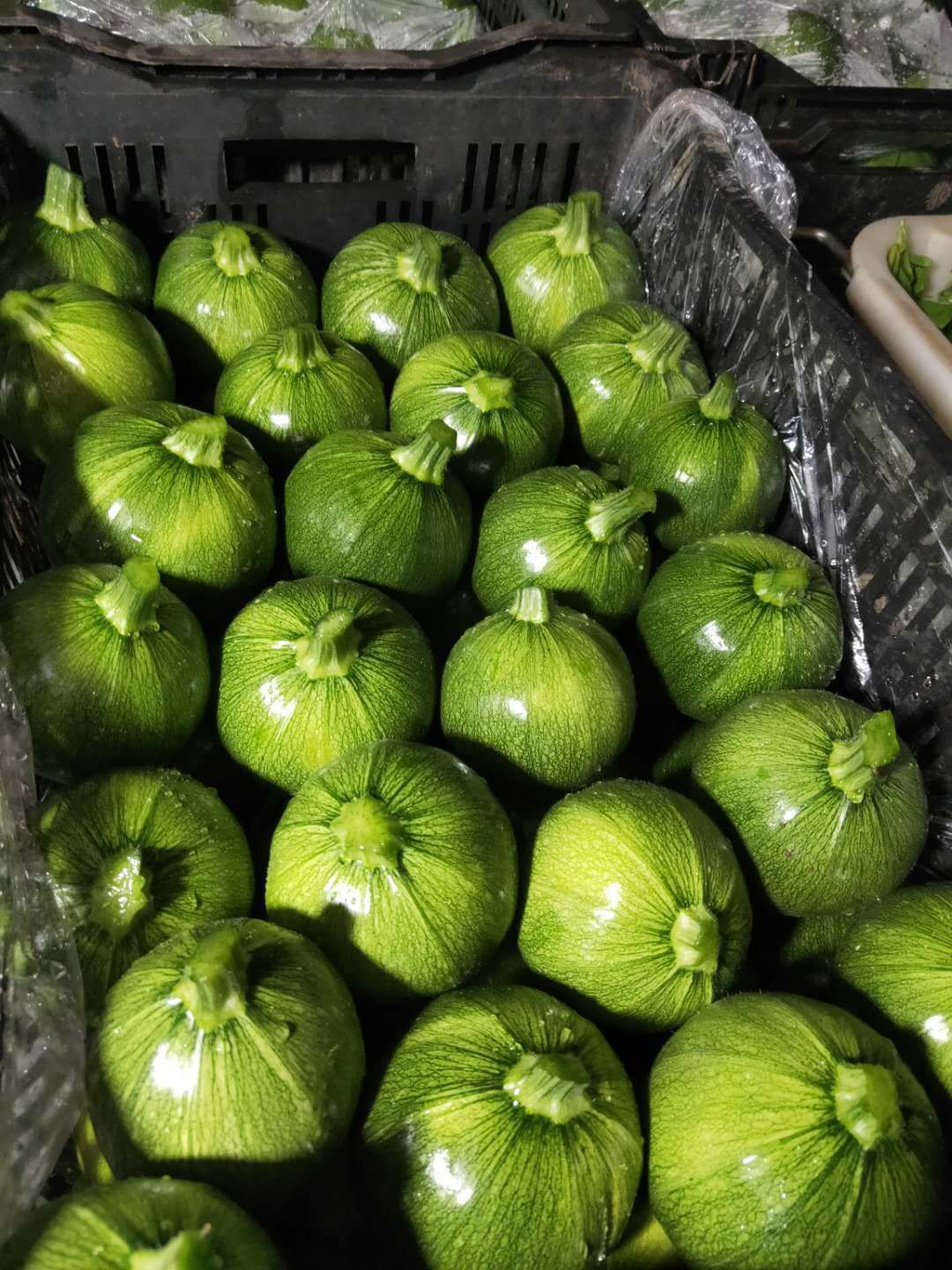 西葫芦 圆形小瓜,大量供应