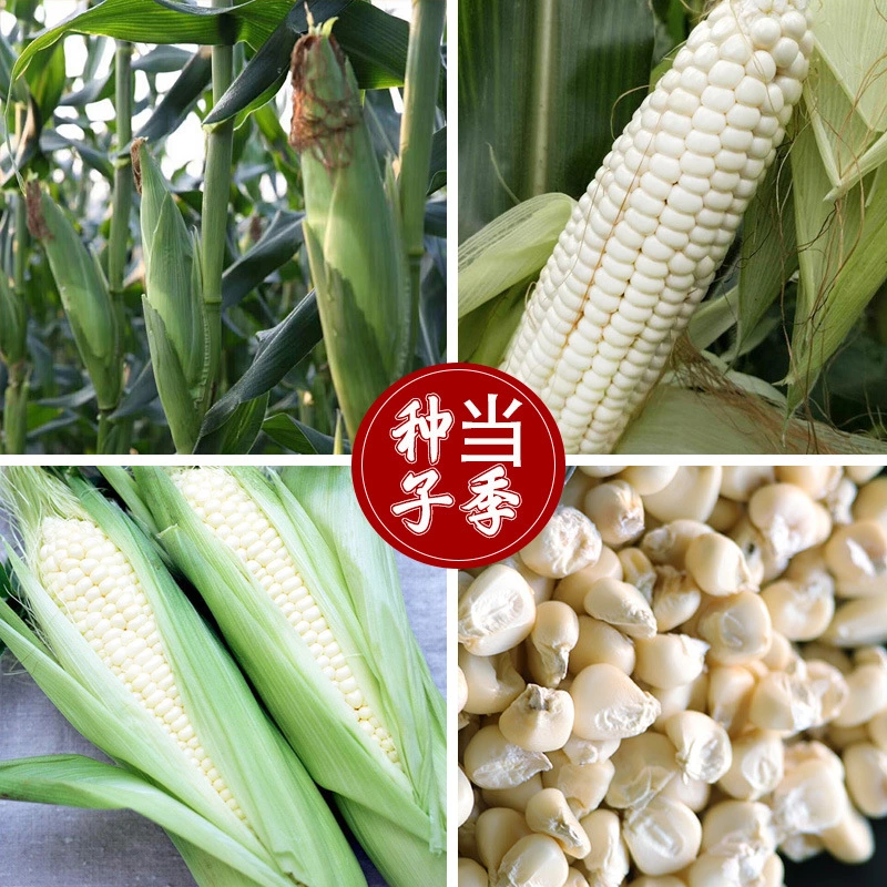 60天可上市香糯一号特早熟甜糯玉米种子杂交早熟鲜食春夏秋易