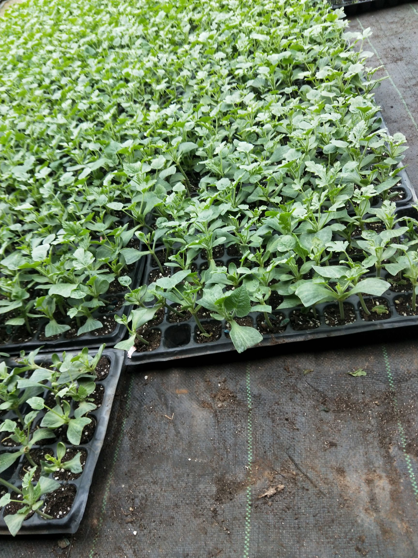 西瓜苗8424嫁接自家蔬菜大棚育苗欢迎实地考察