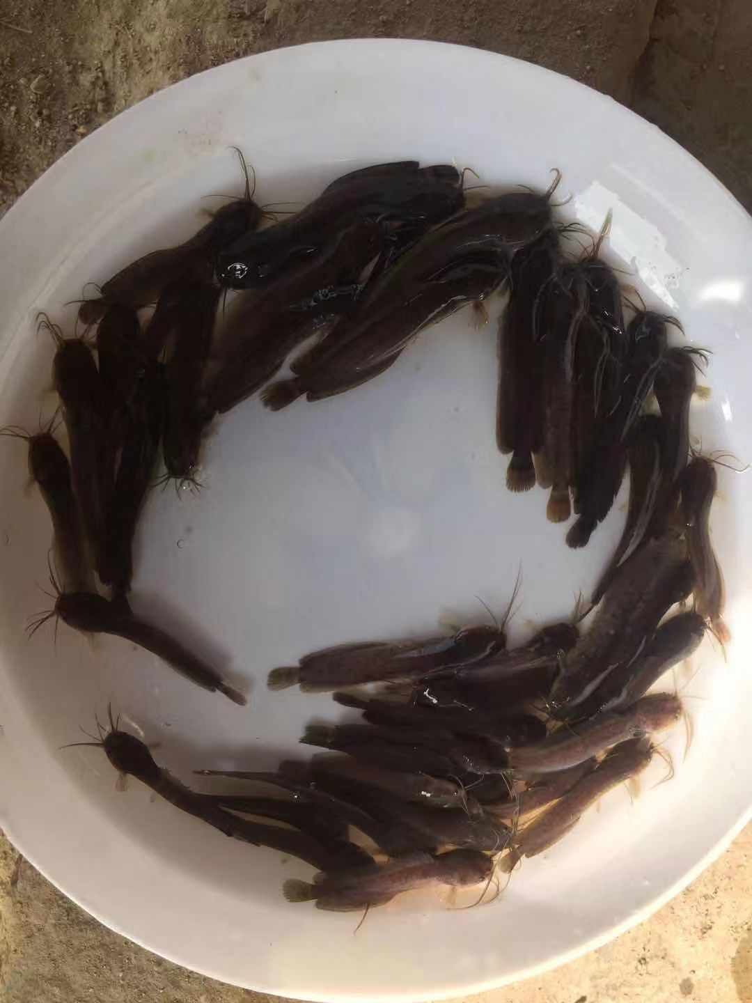 三黄塘鲺鱼苗 杂交塘鲺鱼苗 本地塘鲺鱼苗 供应水花