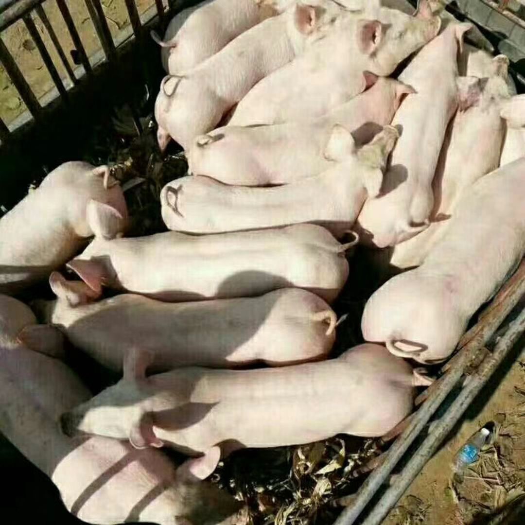 三元猪 猪场出售高产母猪二代育肥仔猪,产崽多