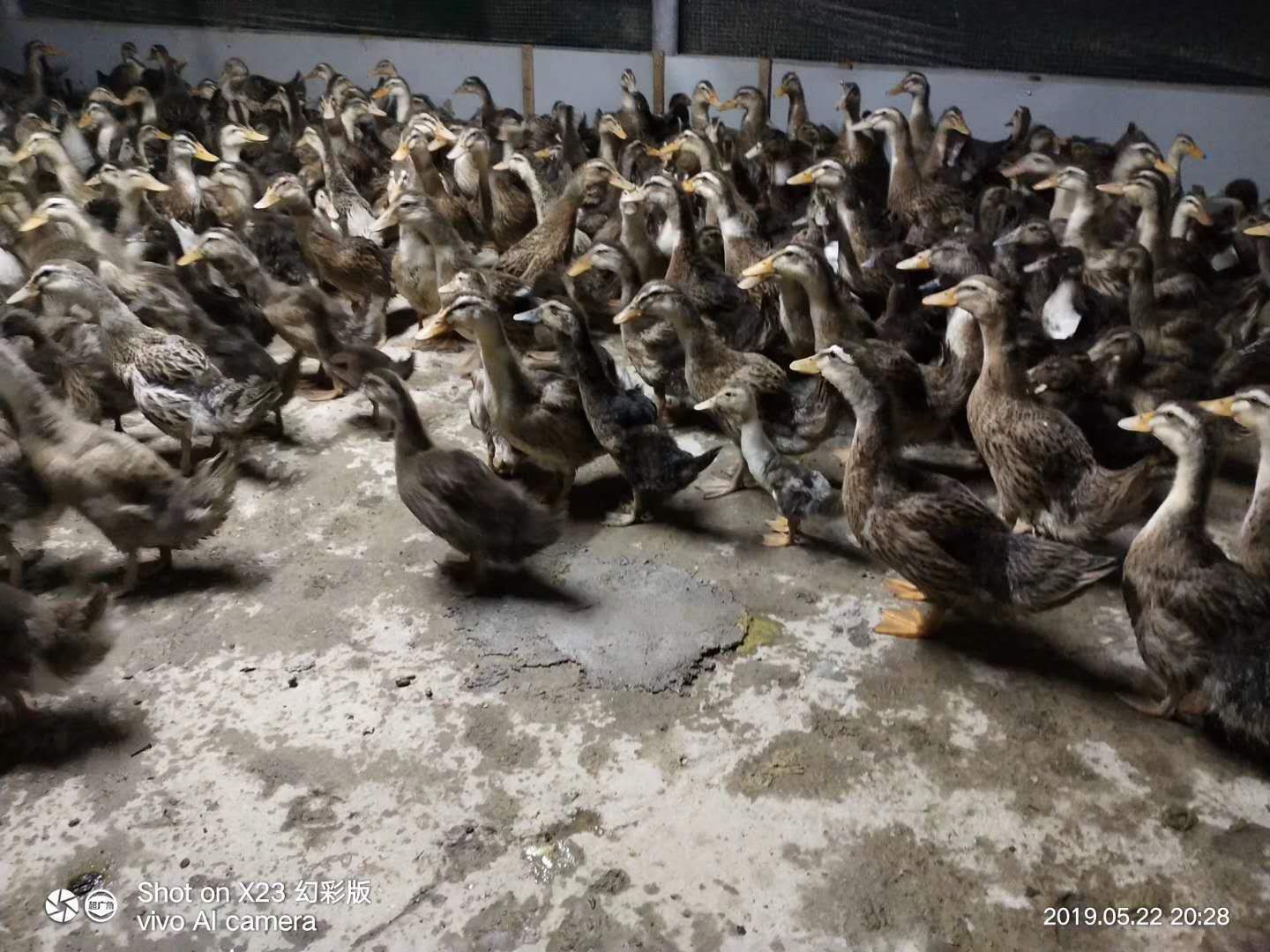 麻鸭苗大种麻鸭蛋鸭苗包运输包疫苗