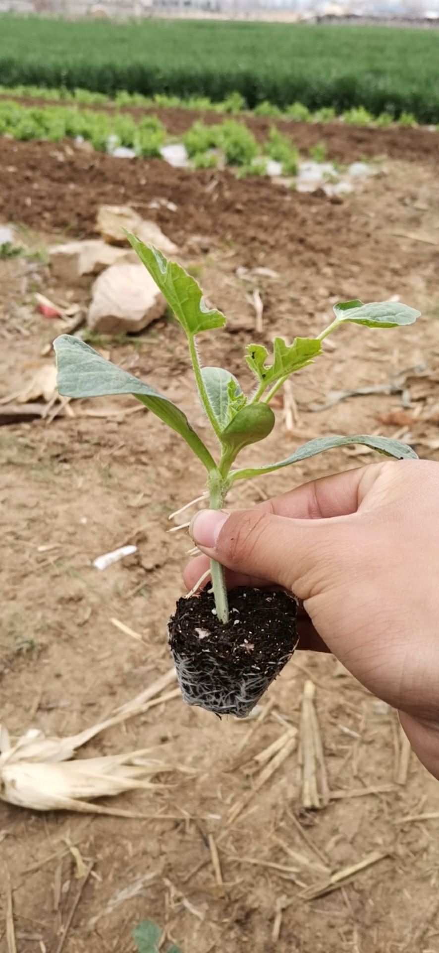 供应大厅  种子种苗  西瓜苗   收藏 分享