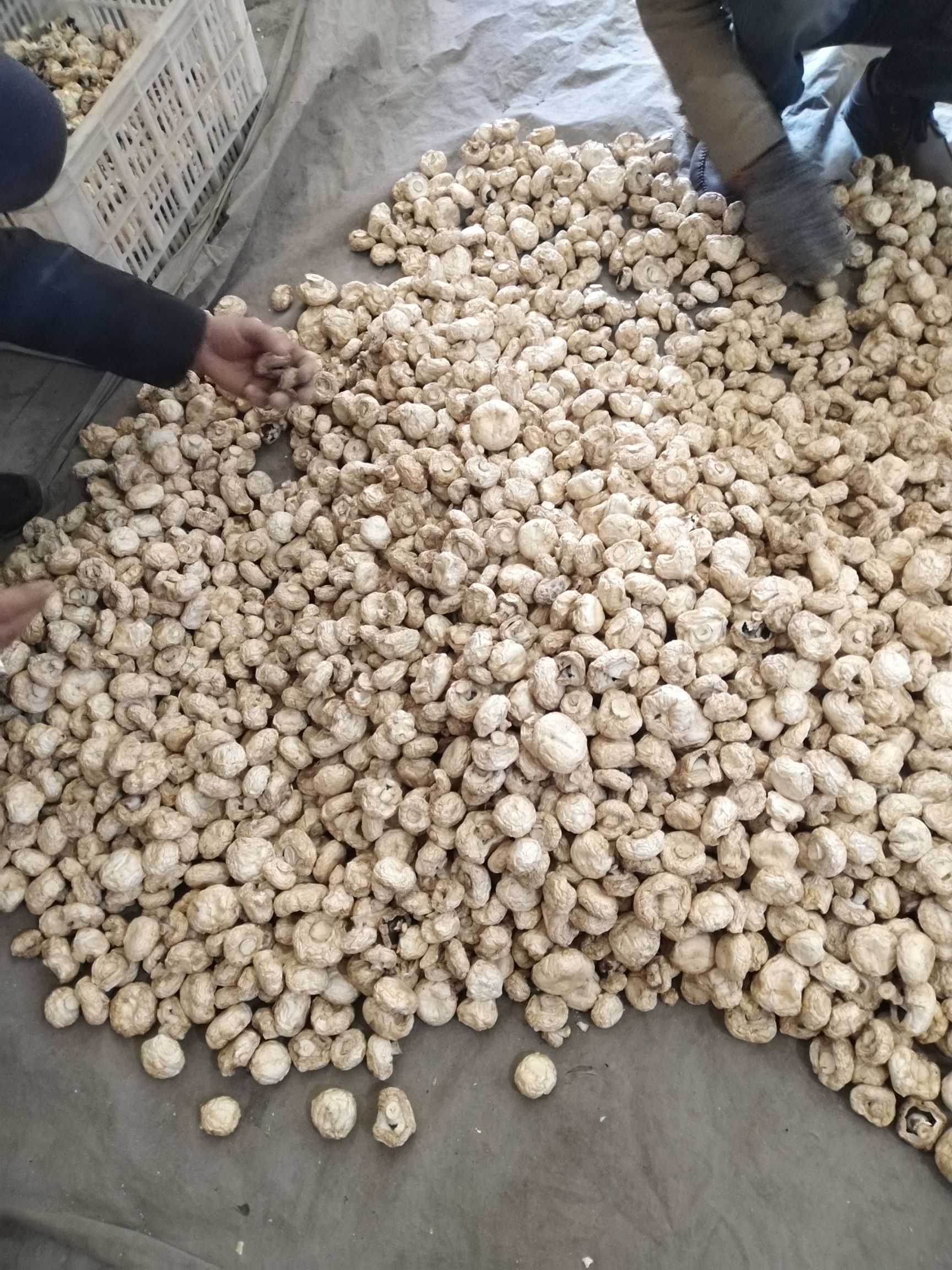 双孢菇 山西干口蘑