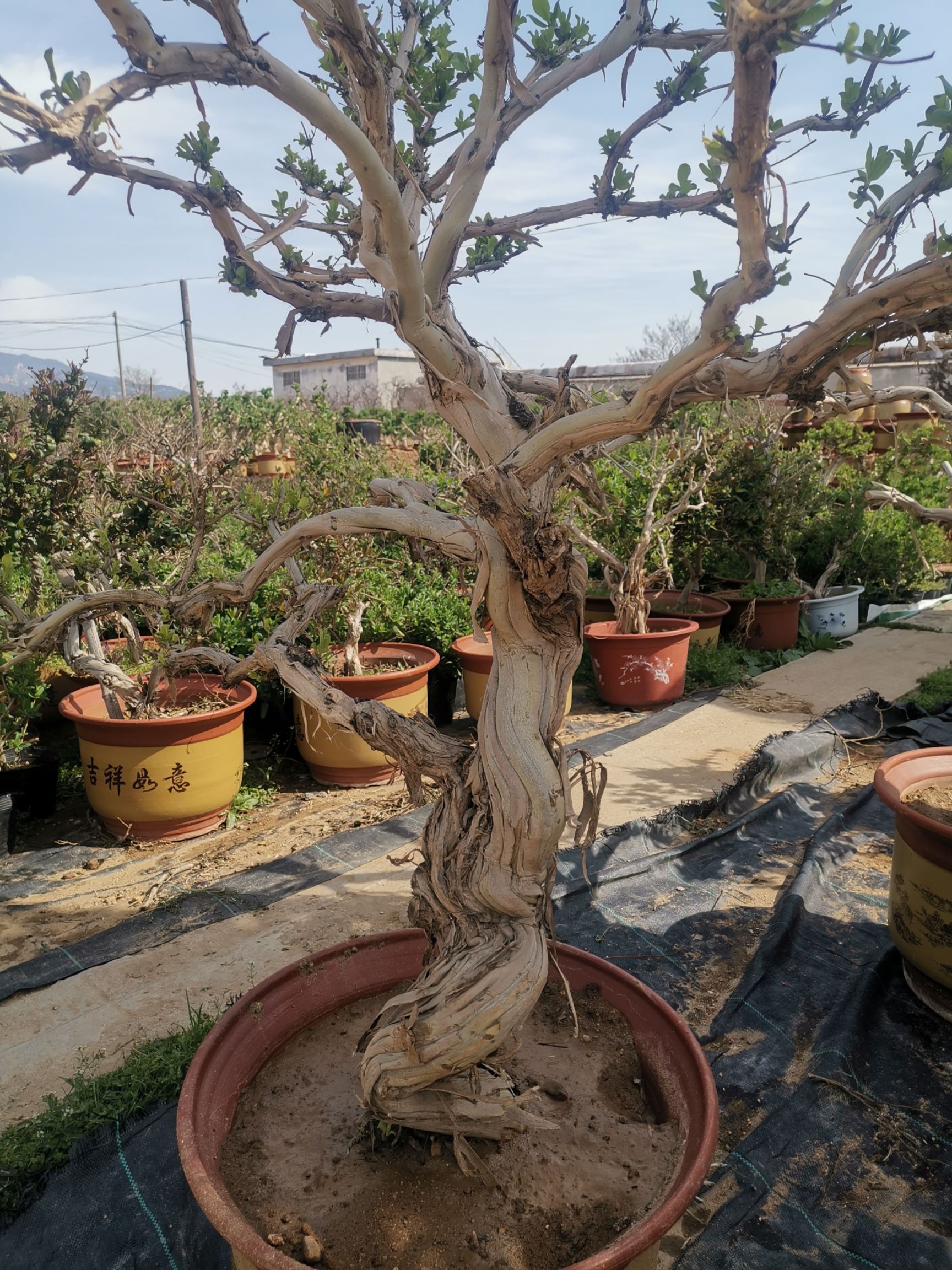 树形金银花 老桩金银花树金满银满富贵花带盆造型优美