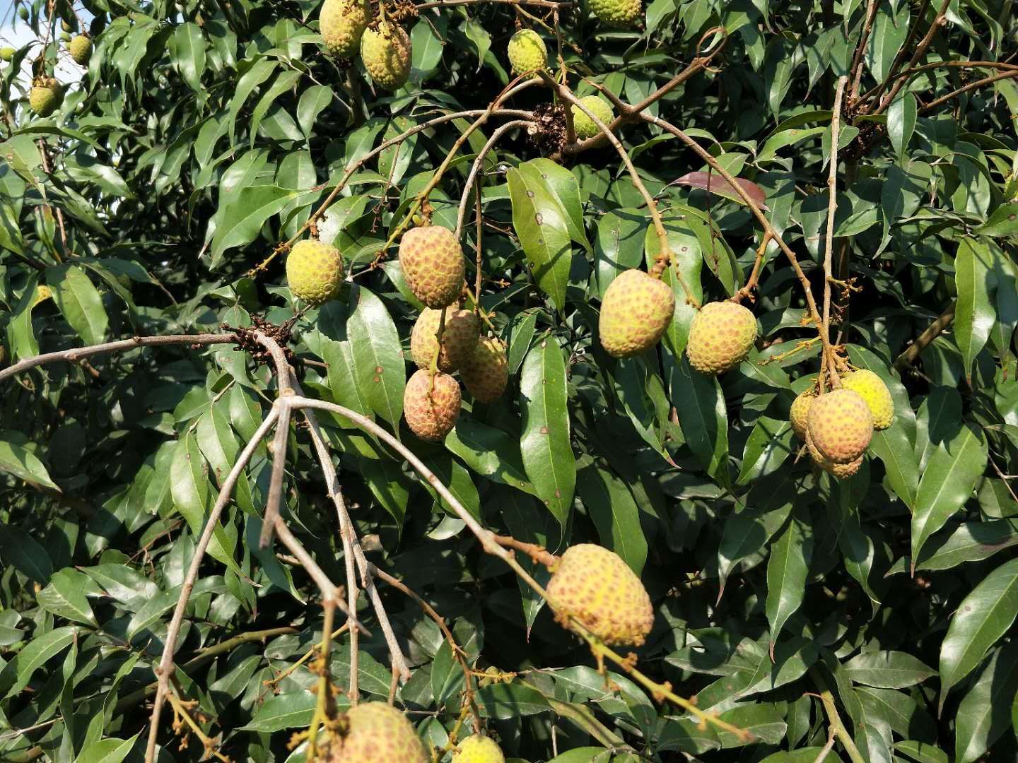 桂味荔枝 海南桂花香荔枝,5斤顺丰空运包邮