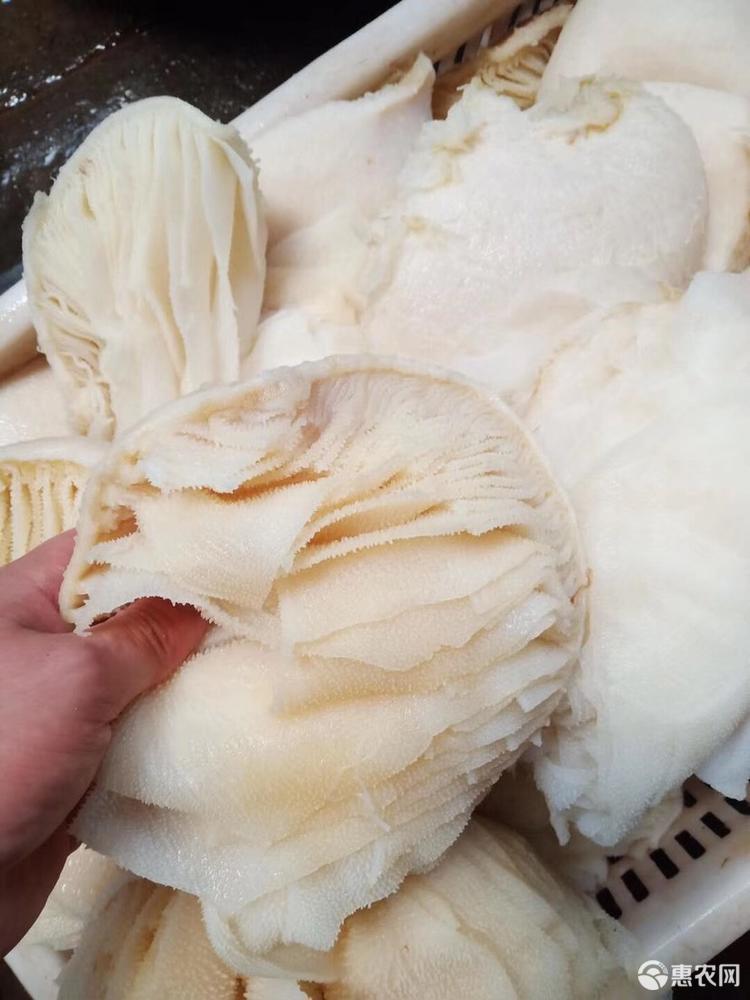 牛百叶 重庆毛肚,白毛肚