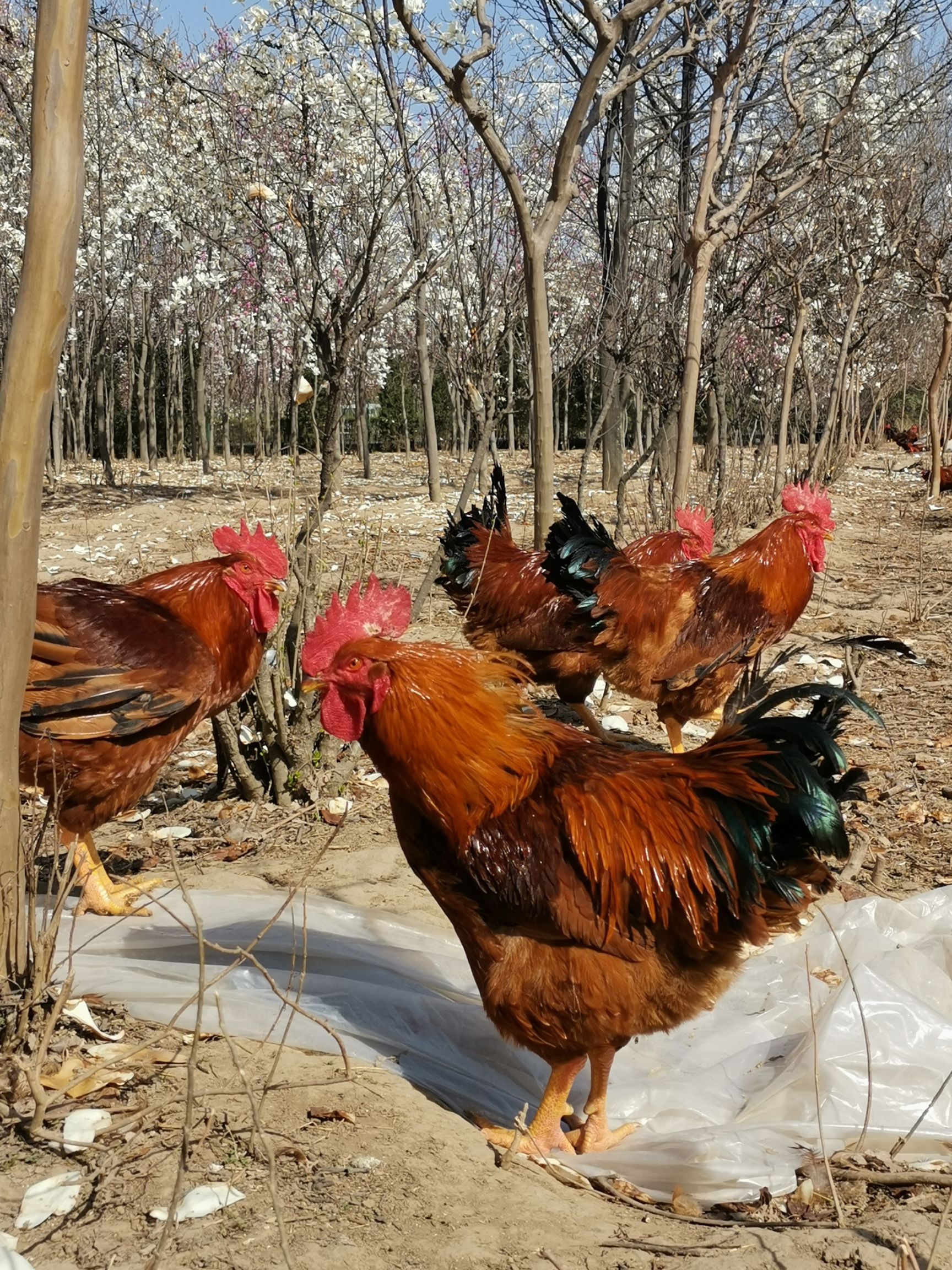 西安市批发散养鸡土鸡红公鸡基地