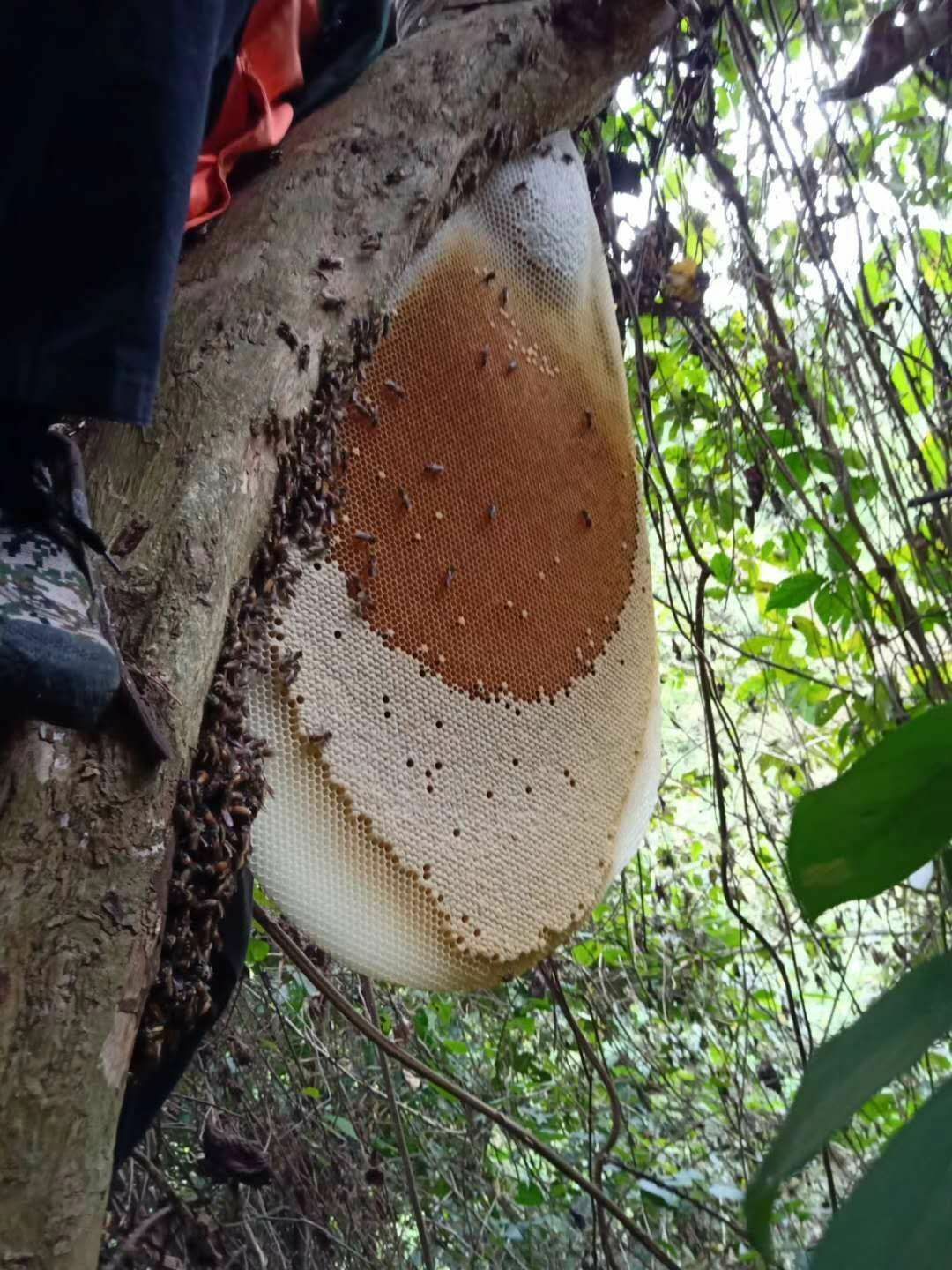 生蜂蜜 海南排蜂