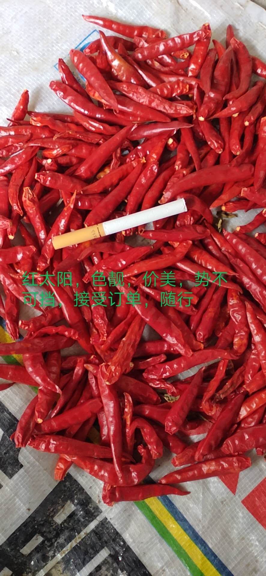 品种名:红太阳辣椒 品种名:红太阳辣椒 长度:混装通货 辣度