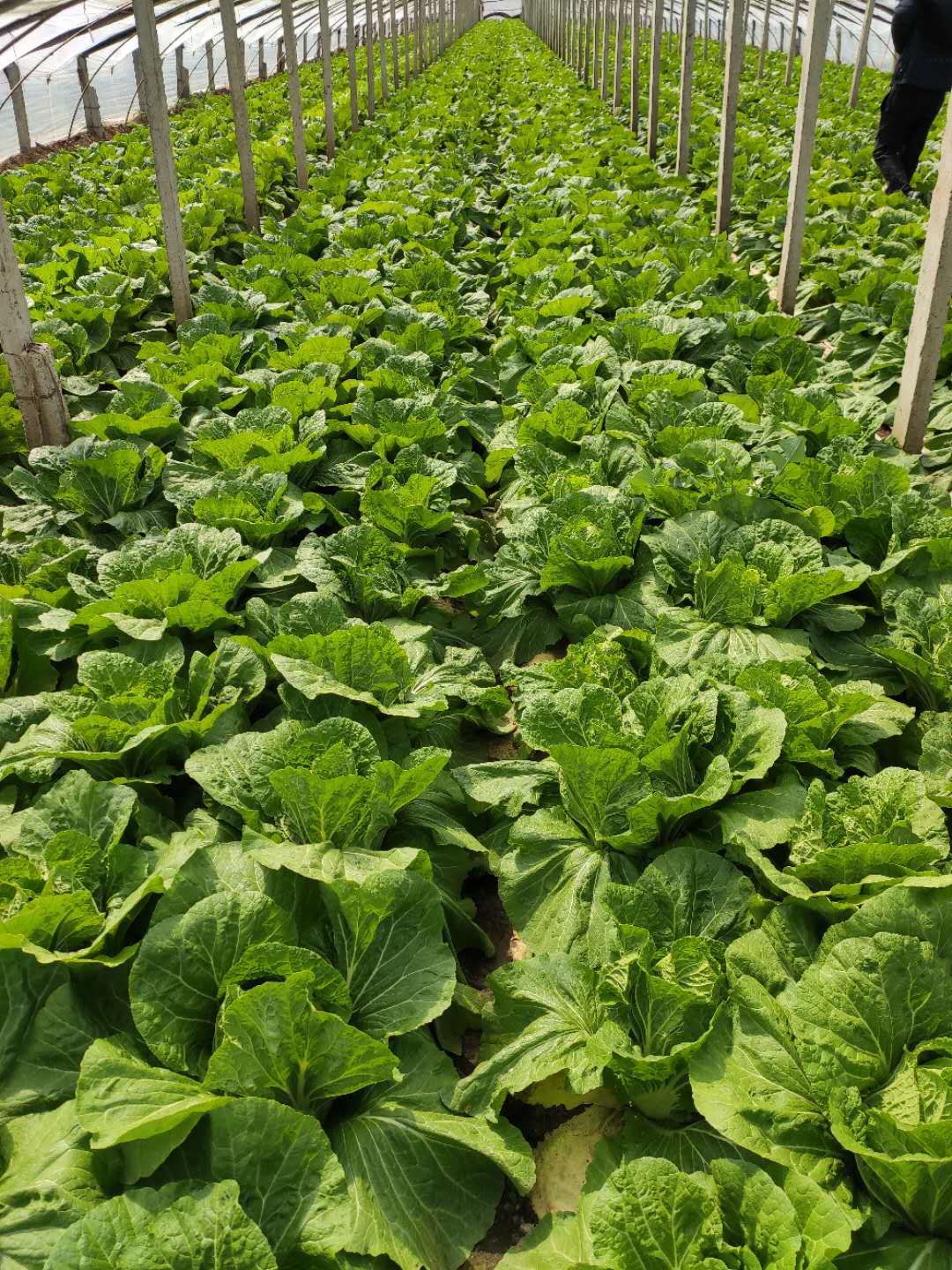 春天黄心白菜大量上市有需要的客户请联系我