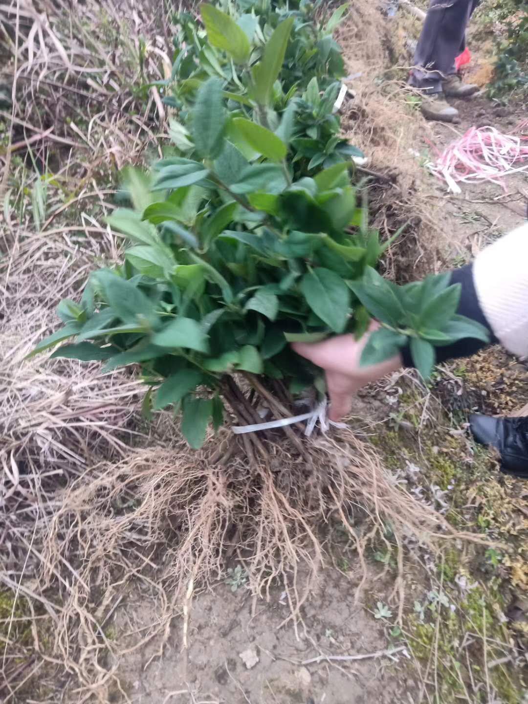 湘蕾金银花苗 湘蕾金银花扦插苗,根系好,成活率高,欢迎留言咨询哦!