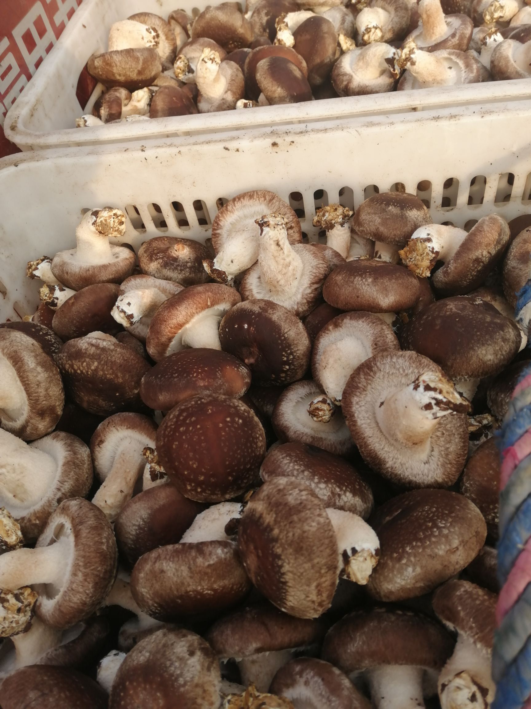原木干香菇 鲜香菇 2.5cm~4cm