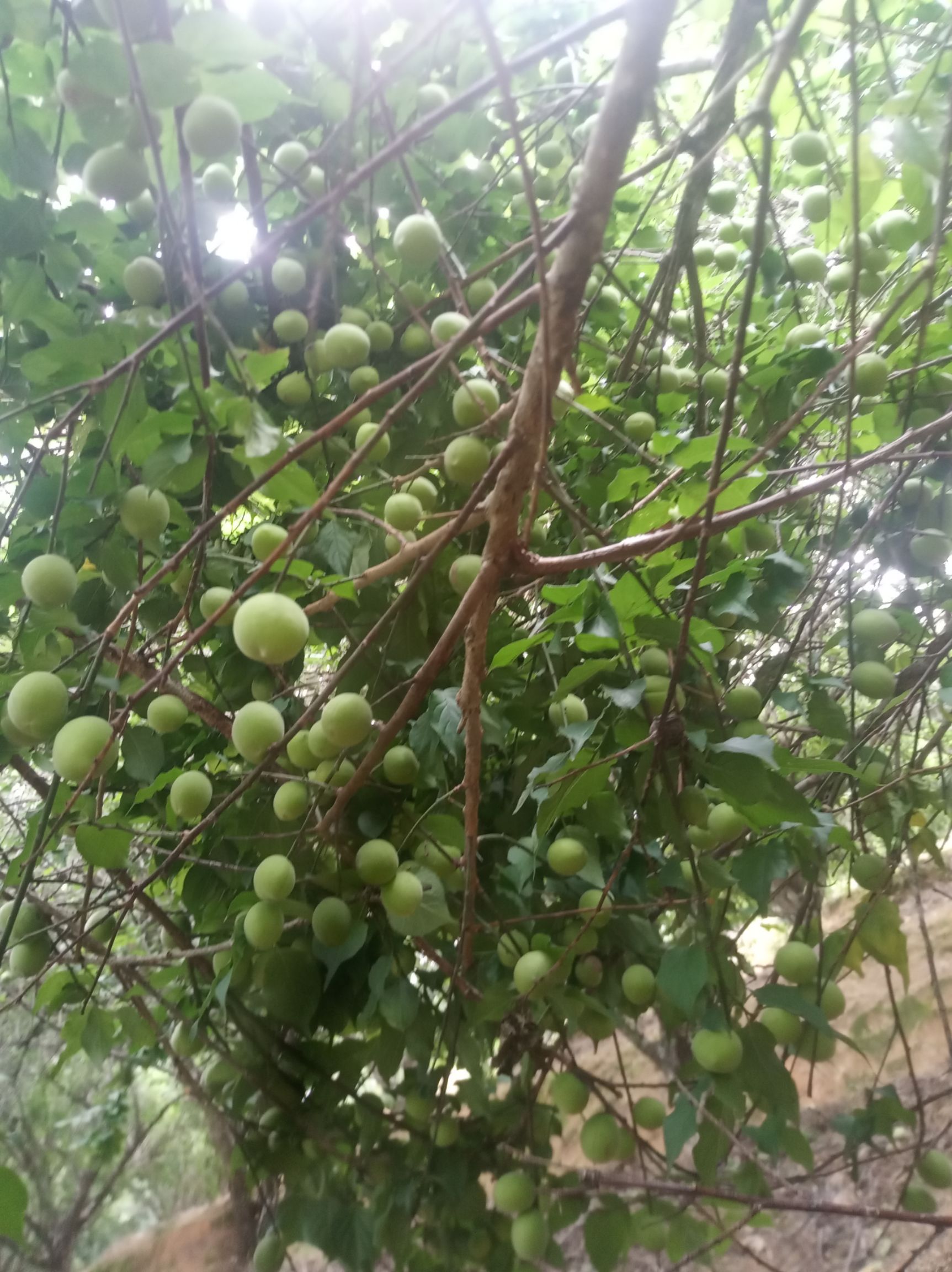 青梅果可泡酒,腌制,青梅浆,做菜果等