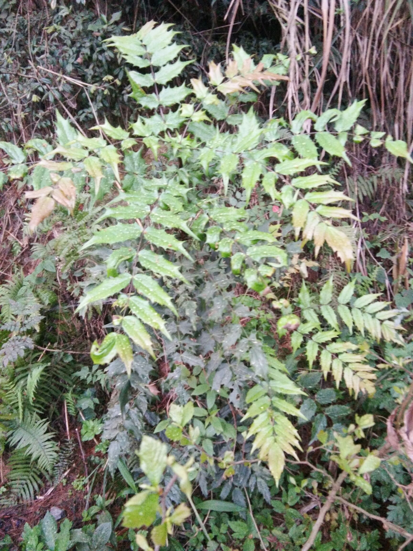 中药材十大功劳 大量供应十大功劳鲜货干货