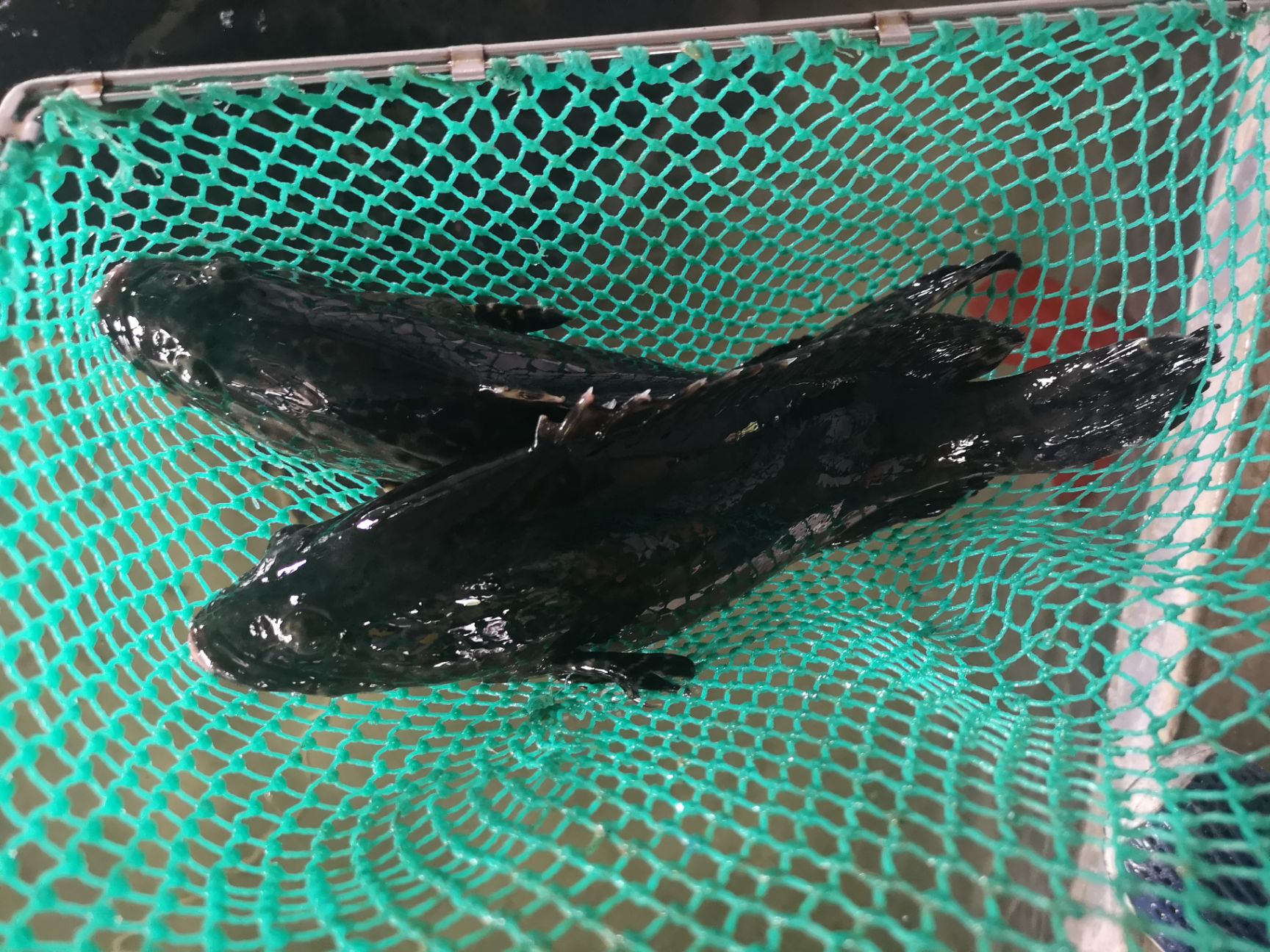 珍珠龙胆石斑鱼 石斑鱼