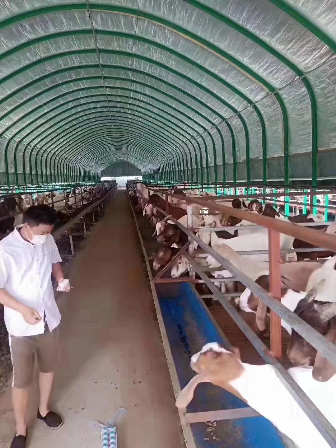 养殖大棚 新型养牛大棚 使用寿命20年