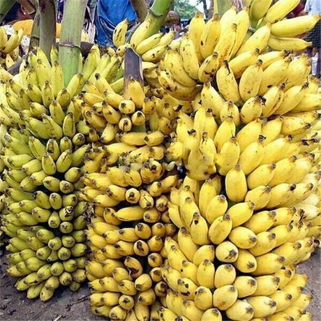 粉蕉苗 管理很少的绿色有机香蕉.投入工作量最少的粗生长神级蕉种.