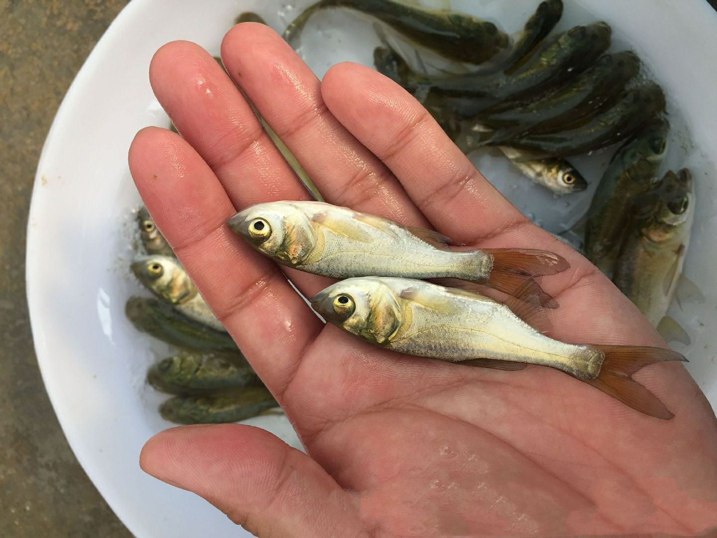 鲢鱼苗 鳙鱼苗 大头鱼苗 供应水花