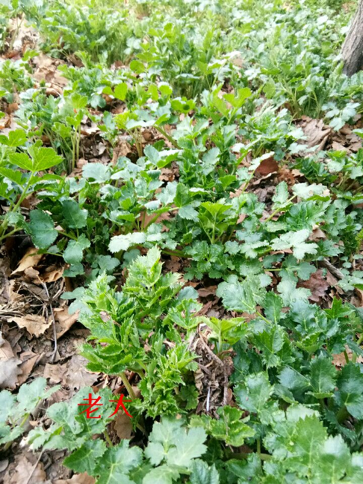 芹菜 山菜黑瞎芹 鲜鲜鲜