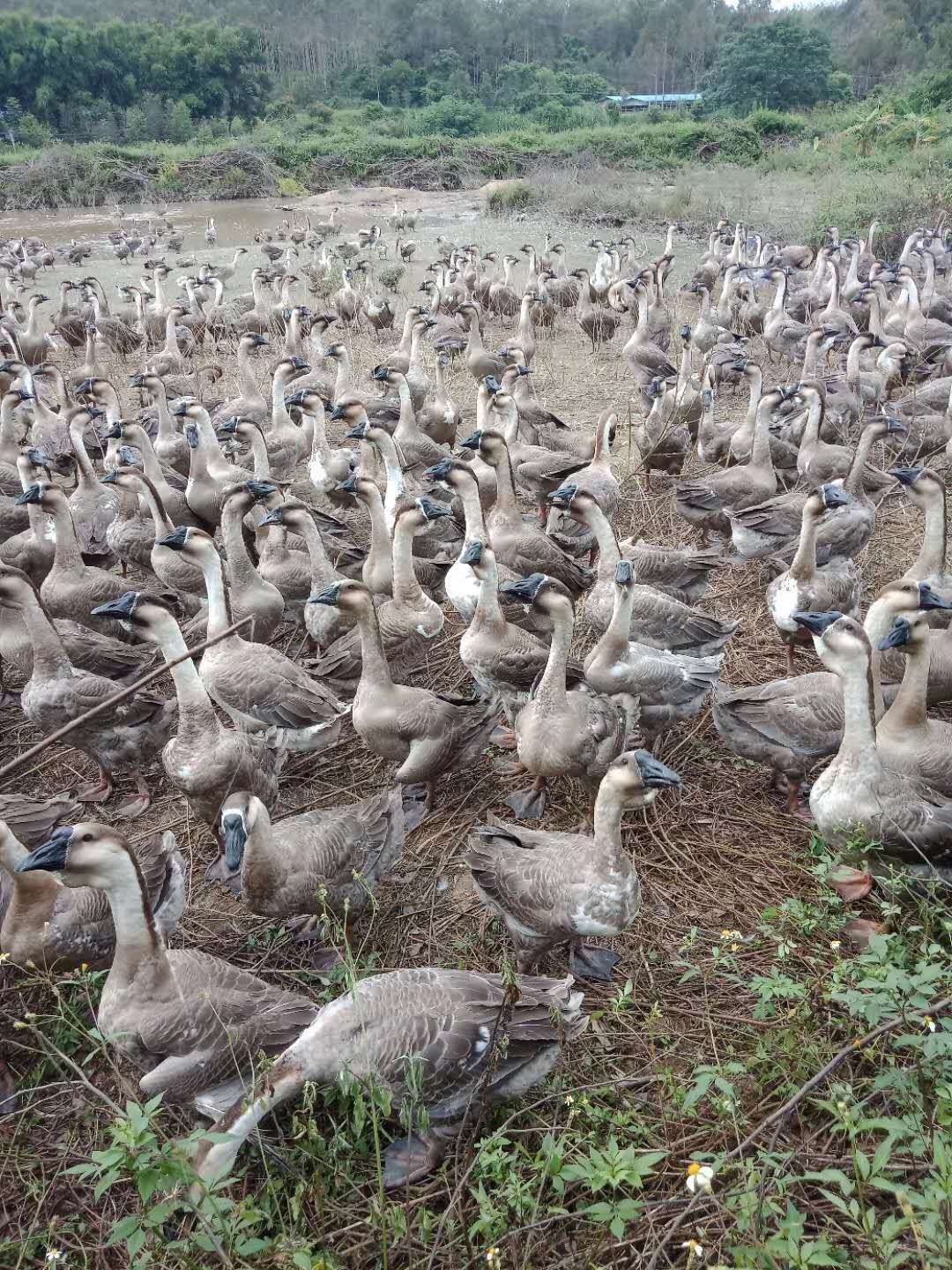 狮头鹅苗