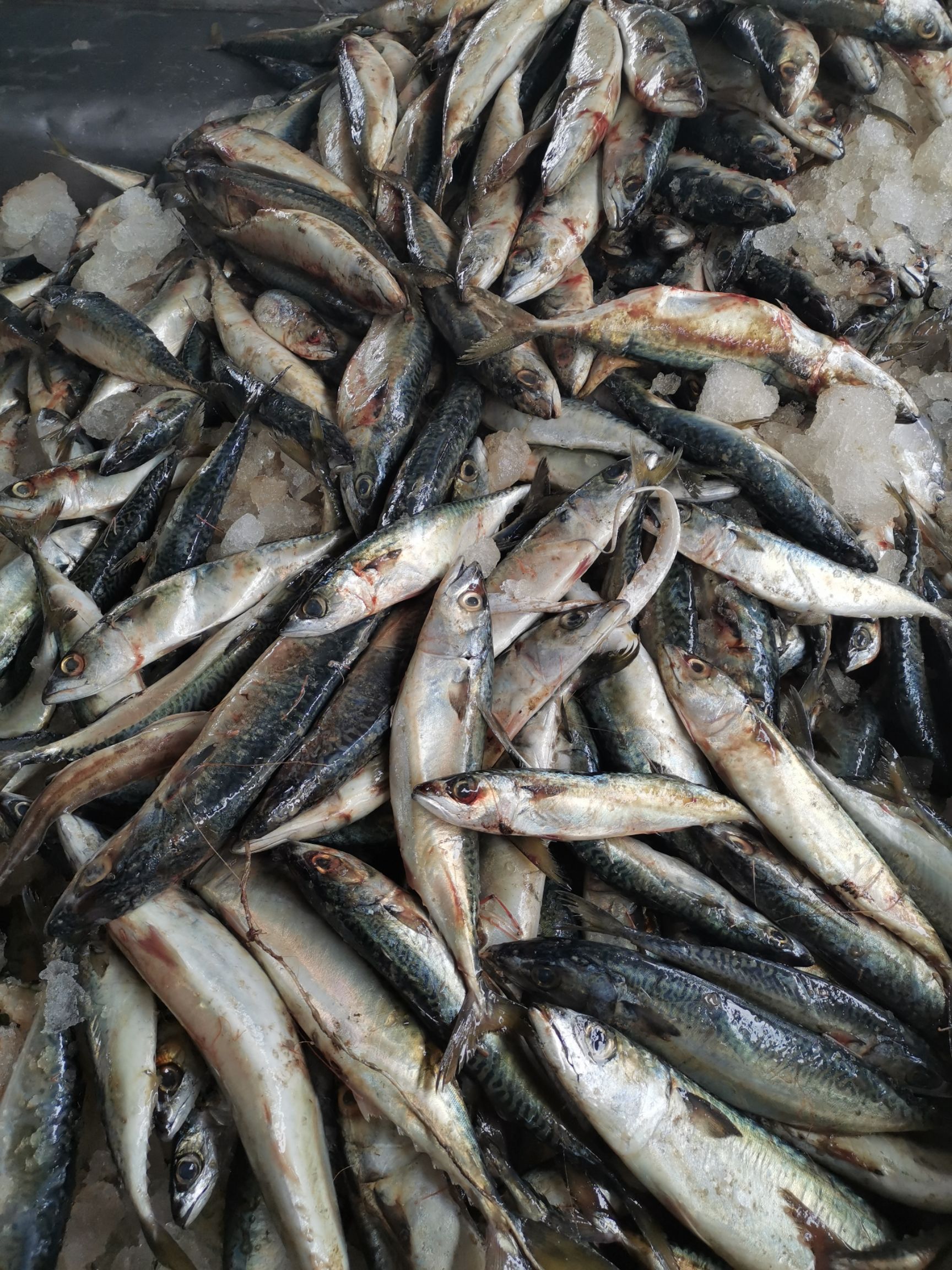 冷冻海鱼 大海杂鱼海洋动物饲料