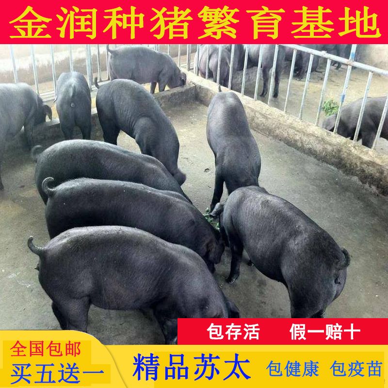 [杂交猪苗批发]二元仔猪 母猪苏太母猪二元母猪母猪大约克杜洛克!