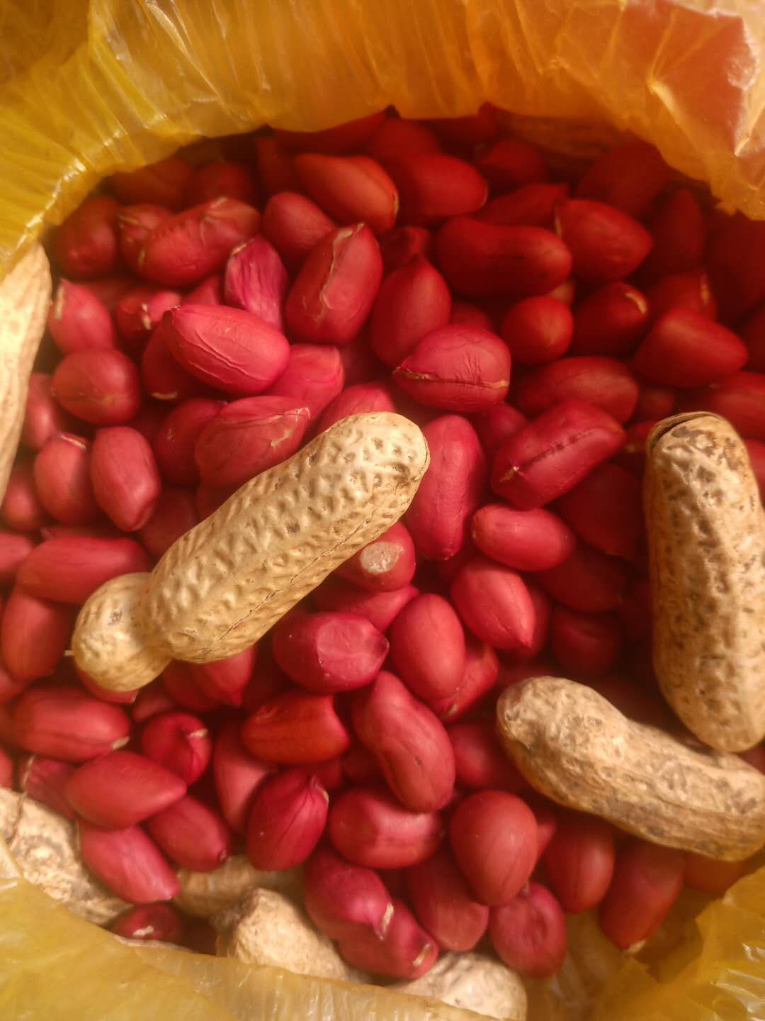 大白沙 两粒红 四粒红 鲁花 丰花等手选花生种子