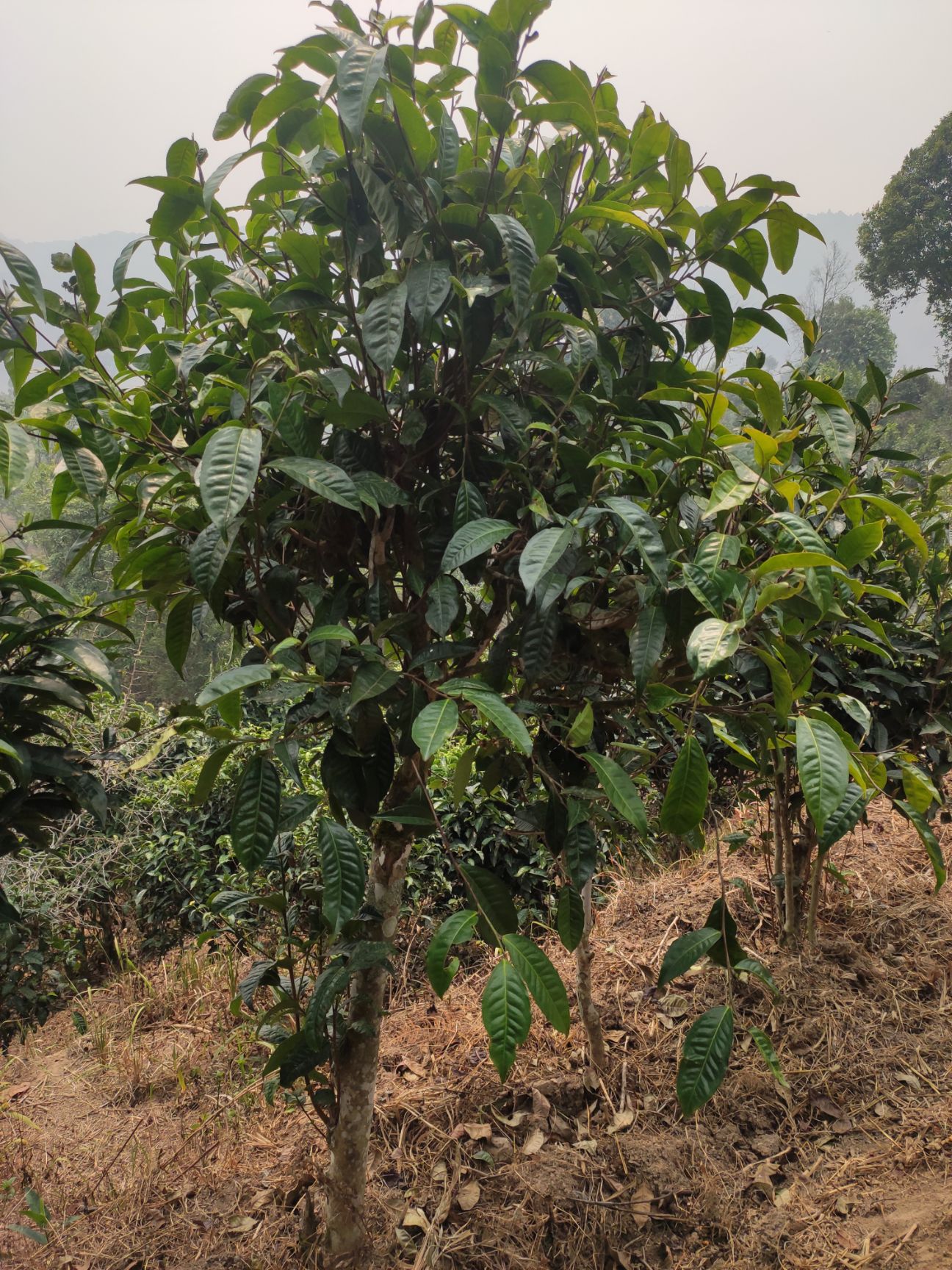 普洱乔木茶 生态乔木茶