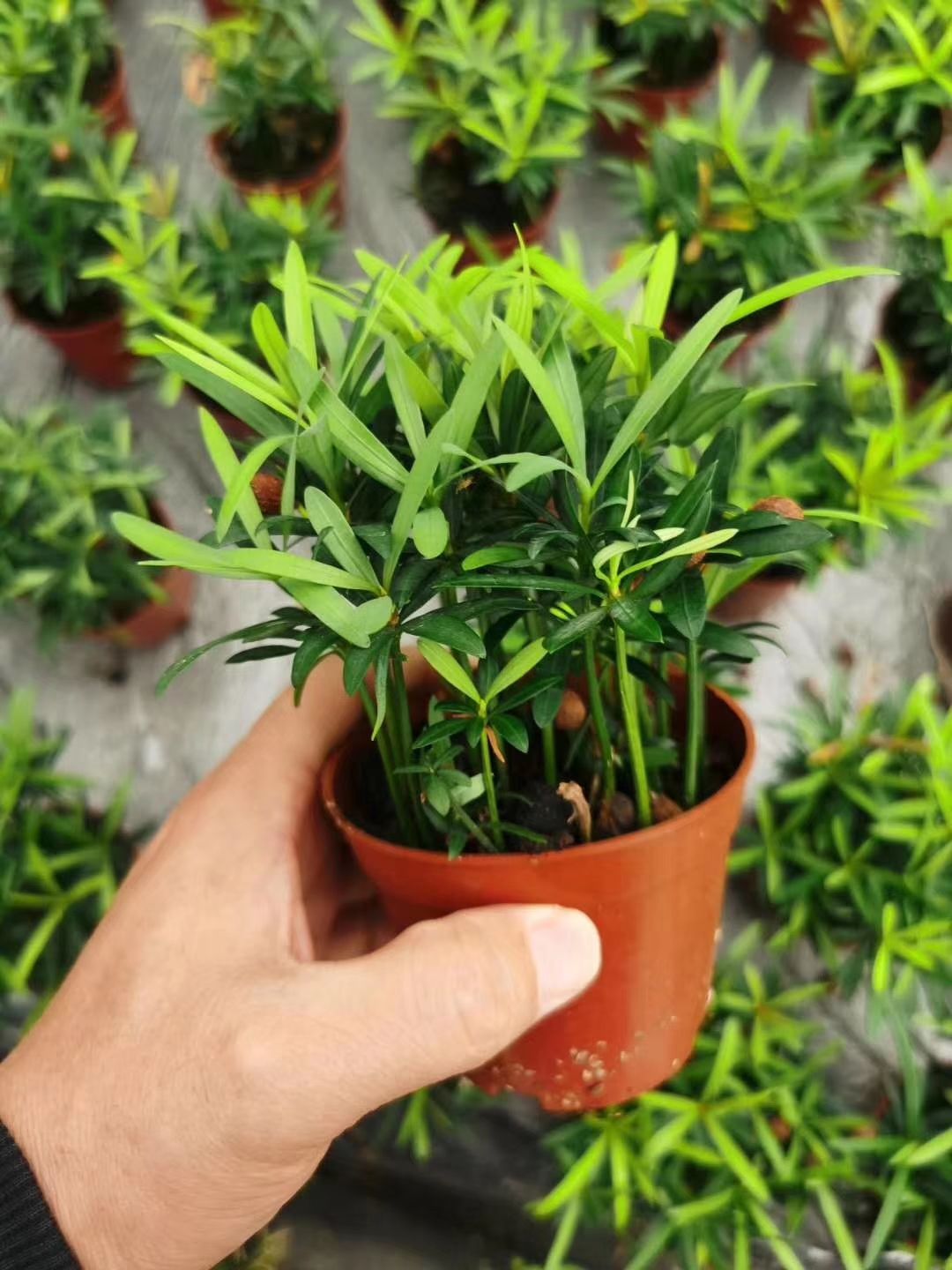 供应大厅  苗木花草  罗汉松   商品属性 品种名:小叶罗汉松 品种名