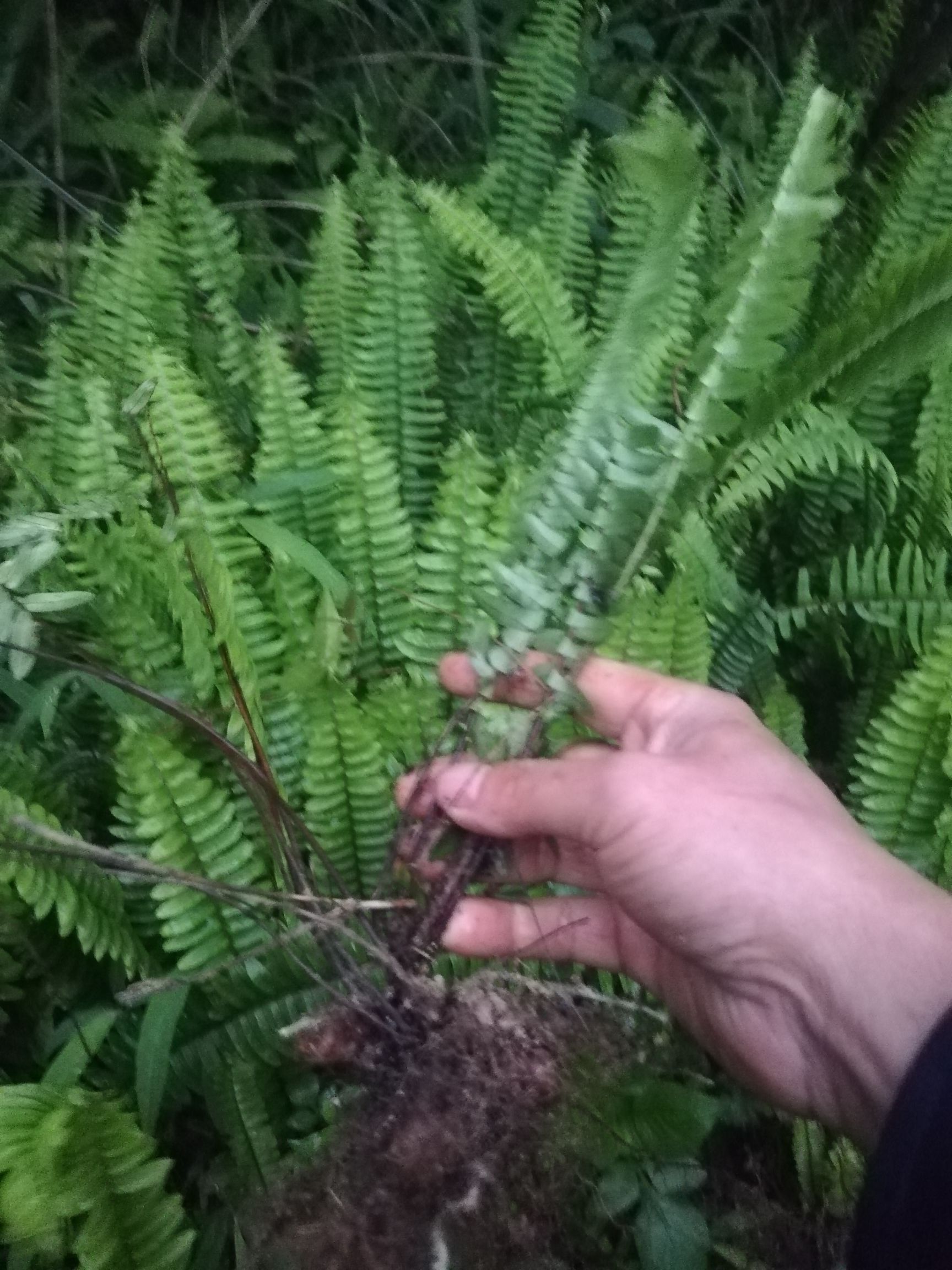 肾蕨排骨草