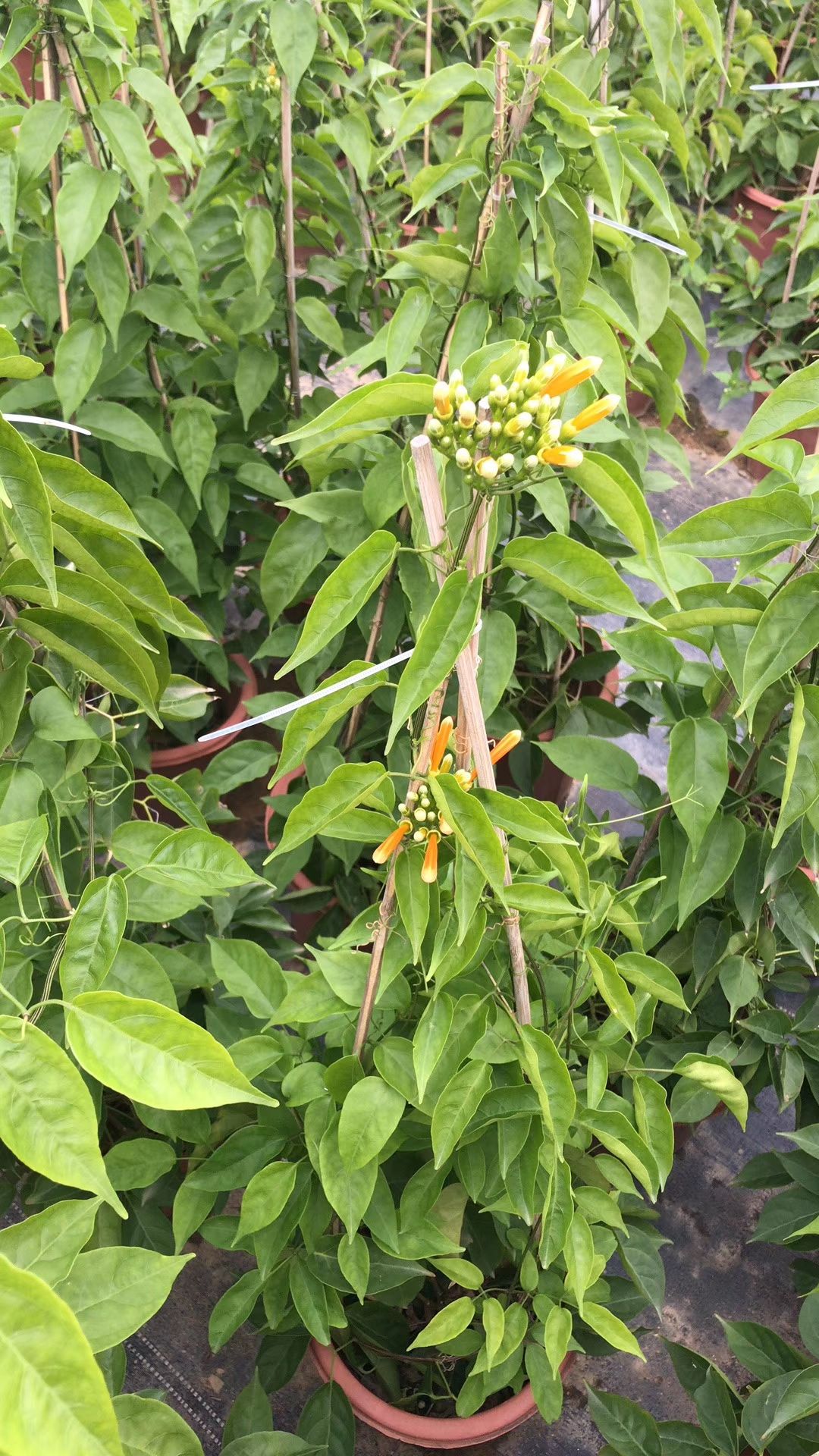 炮仗花盆苗100~250高,现货供应