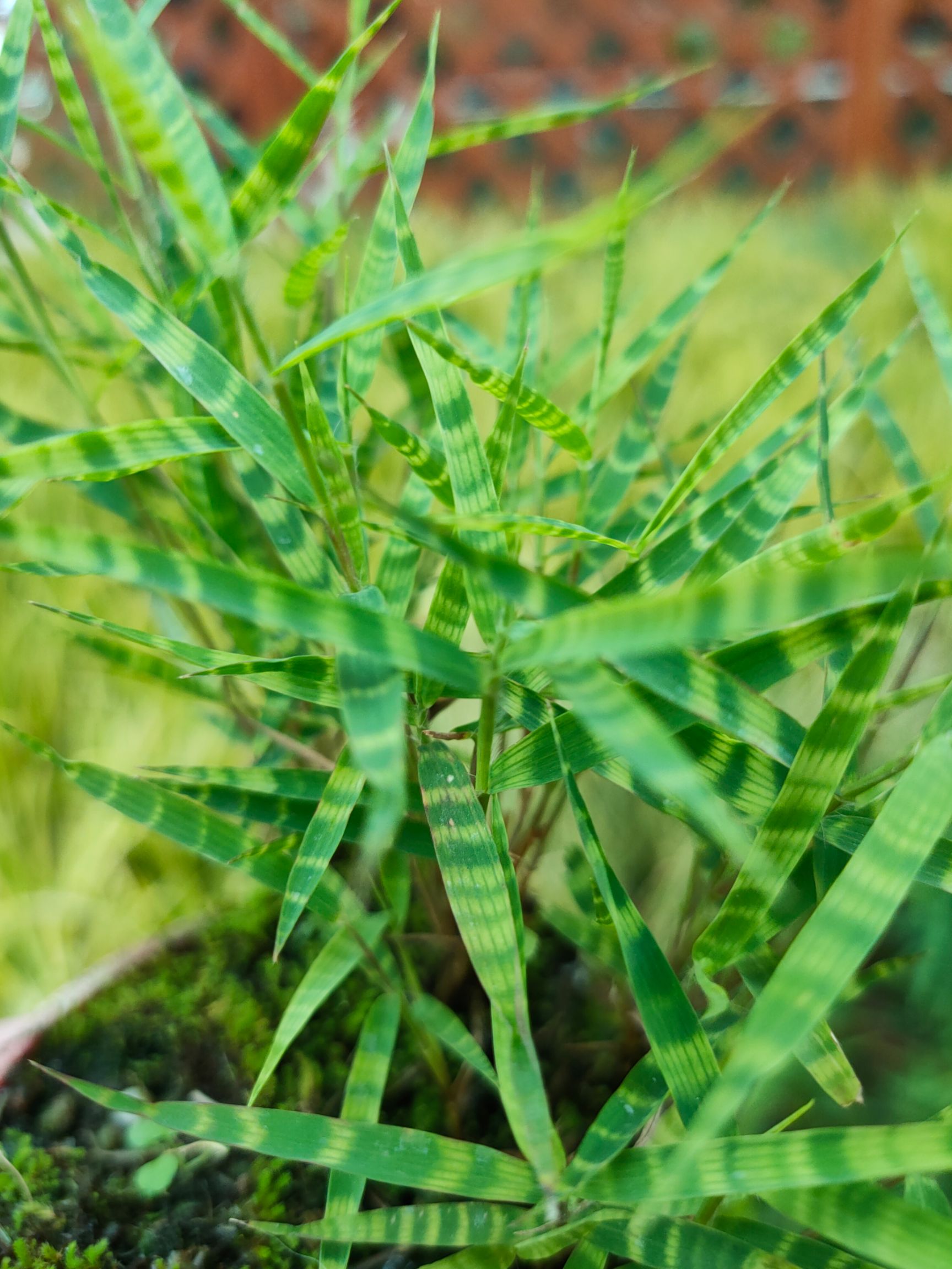 虎斑艺草 虎斑竹