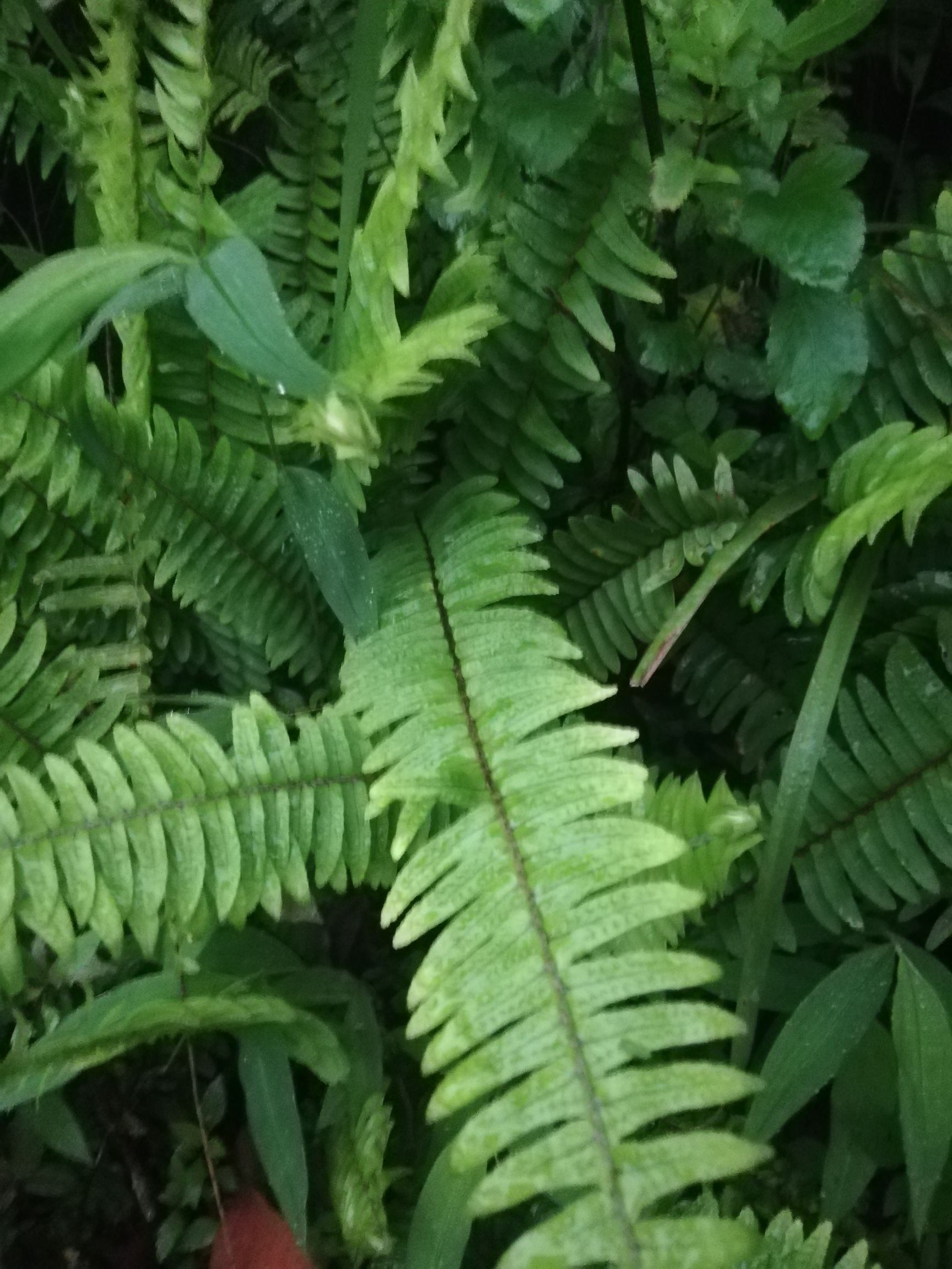 肾蕨排骨草