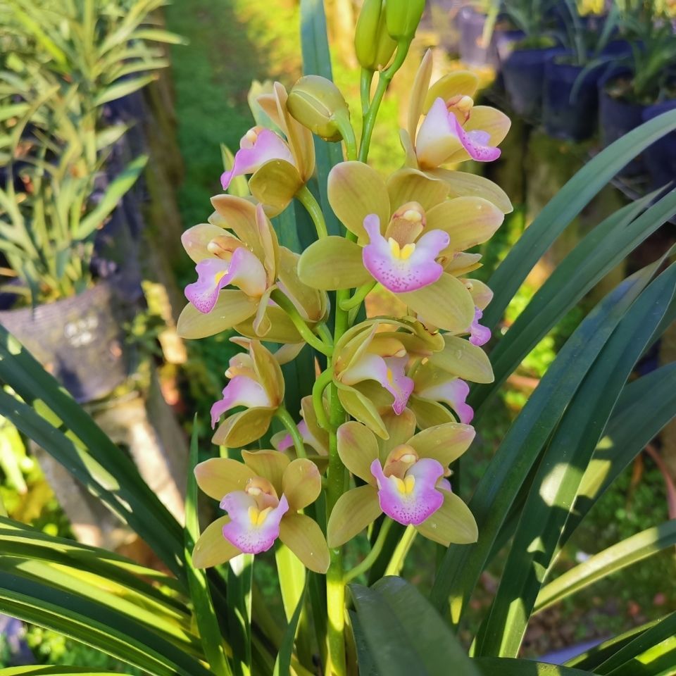 天津香兰
