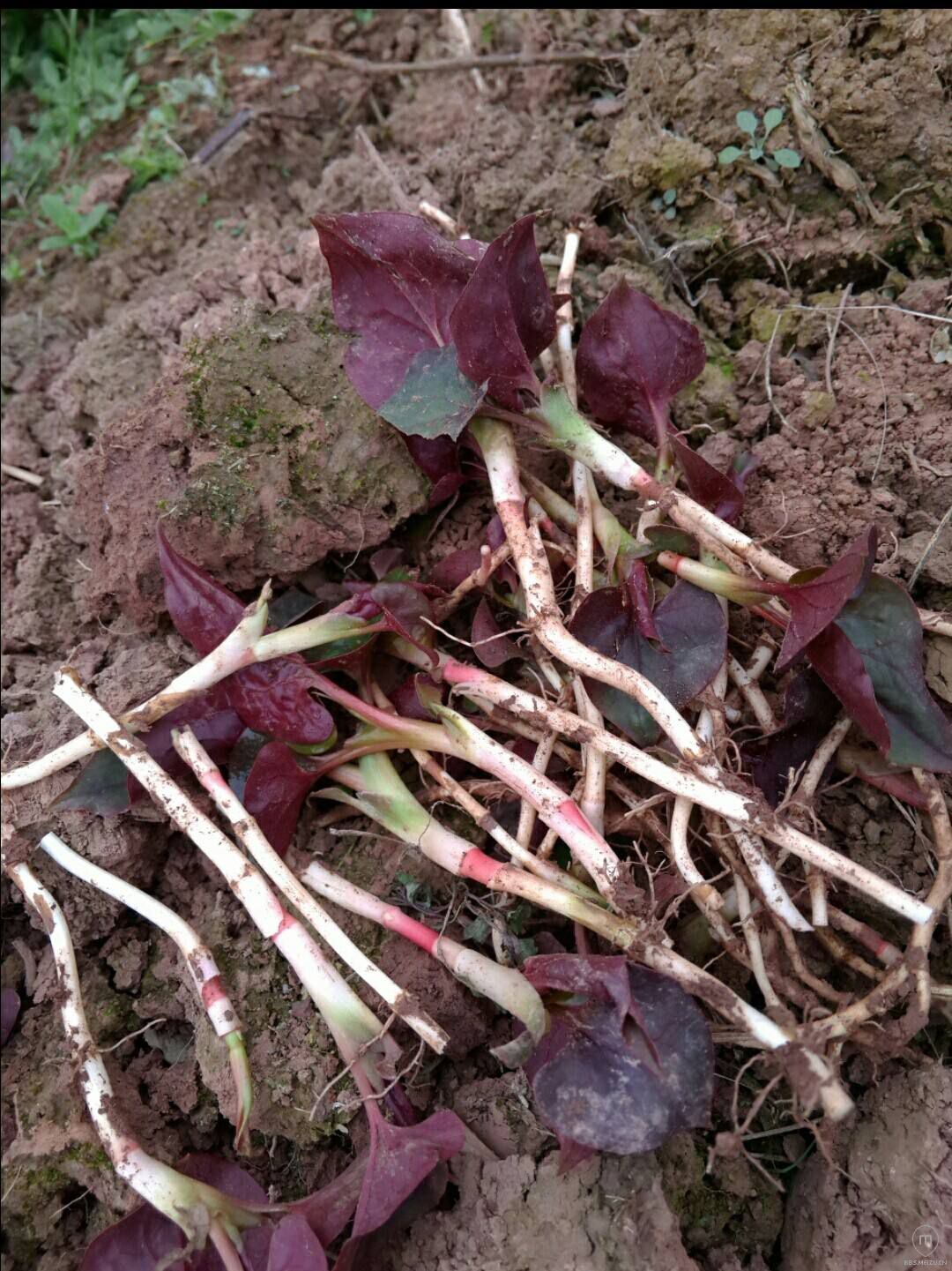 鱼腥草根 鲜嫩鱼腥草(折耳根)大山里的美味贵州优质鱼腥草种根现挖