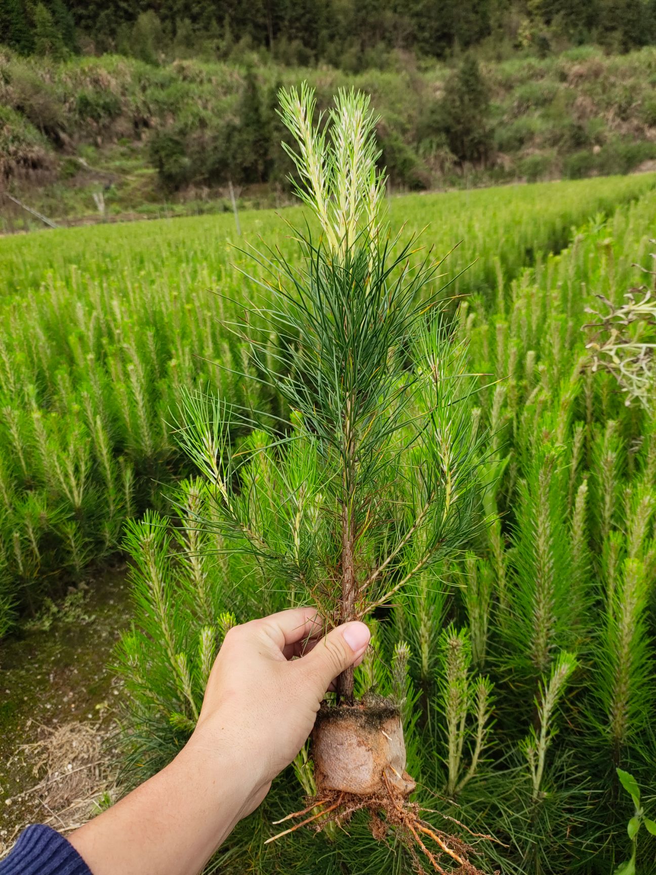 湿地松树苗 湿地松树小苗,大量供应