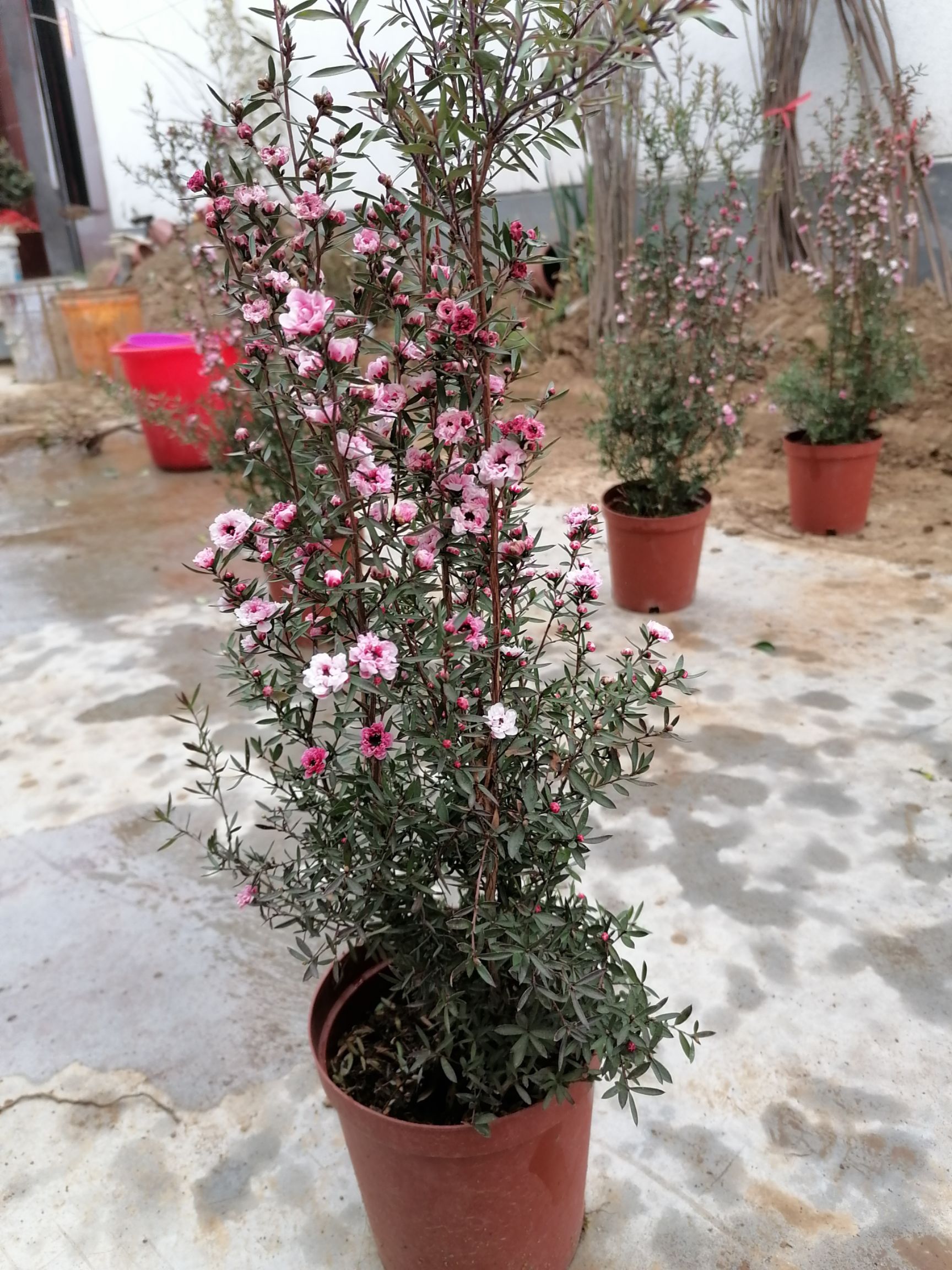 松红梅盆栽 四季开花室内鲜花观赏 带花苞发货