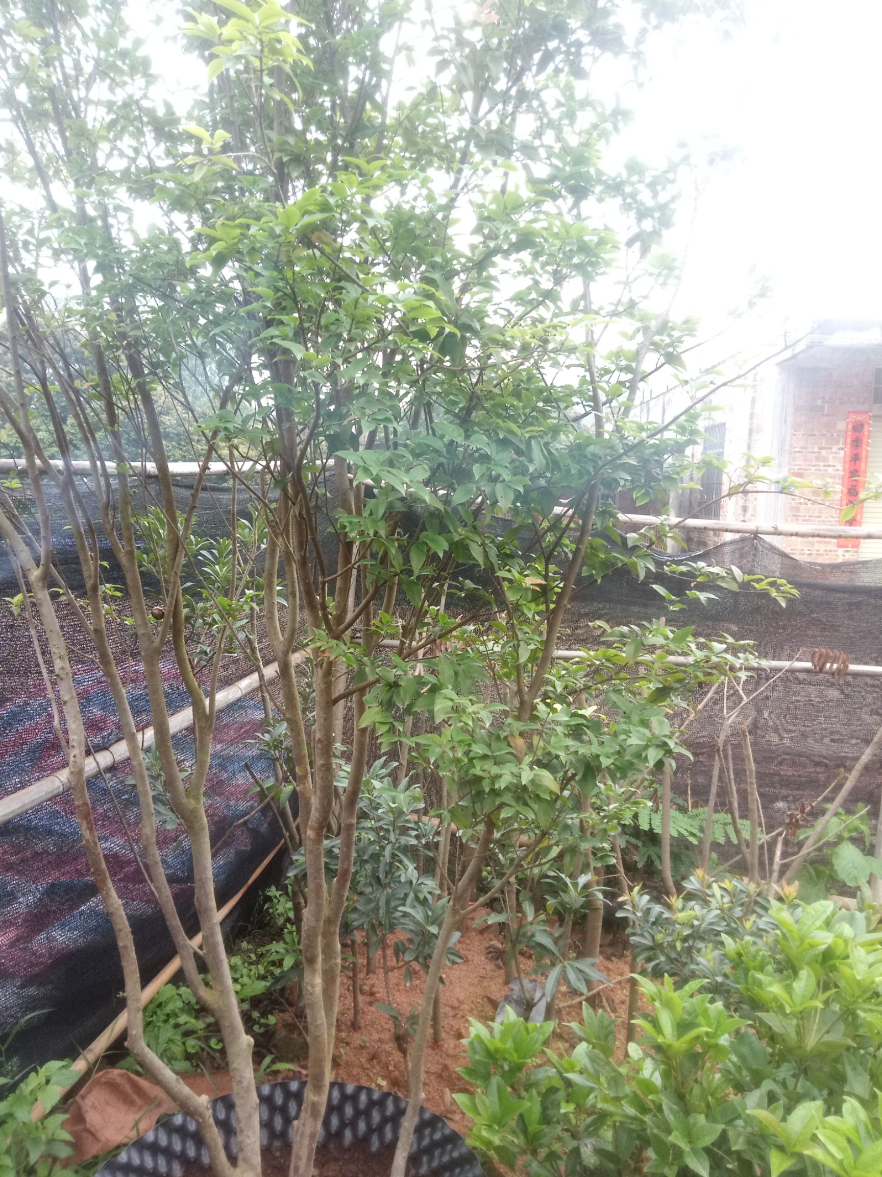 嘉宝果苗四季嘉宝果沙巴嘉宝果大小树苗
