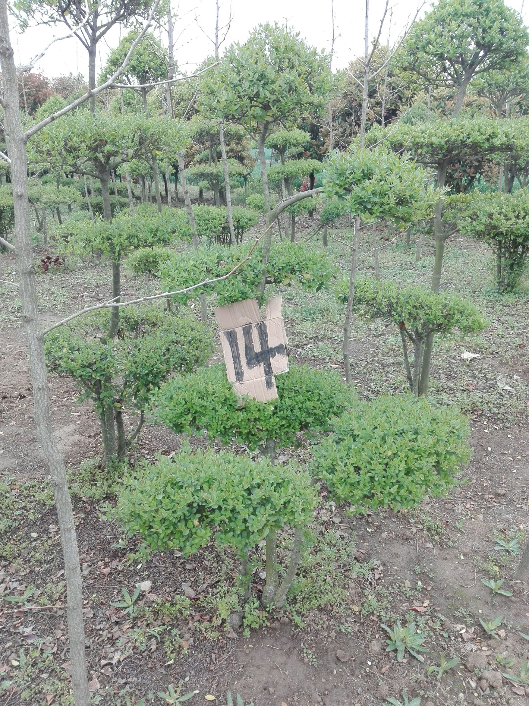 小叶女贞造型树
