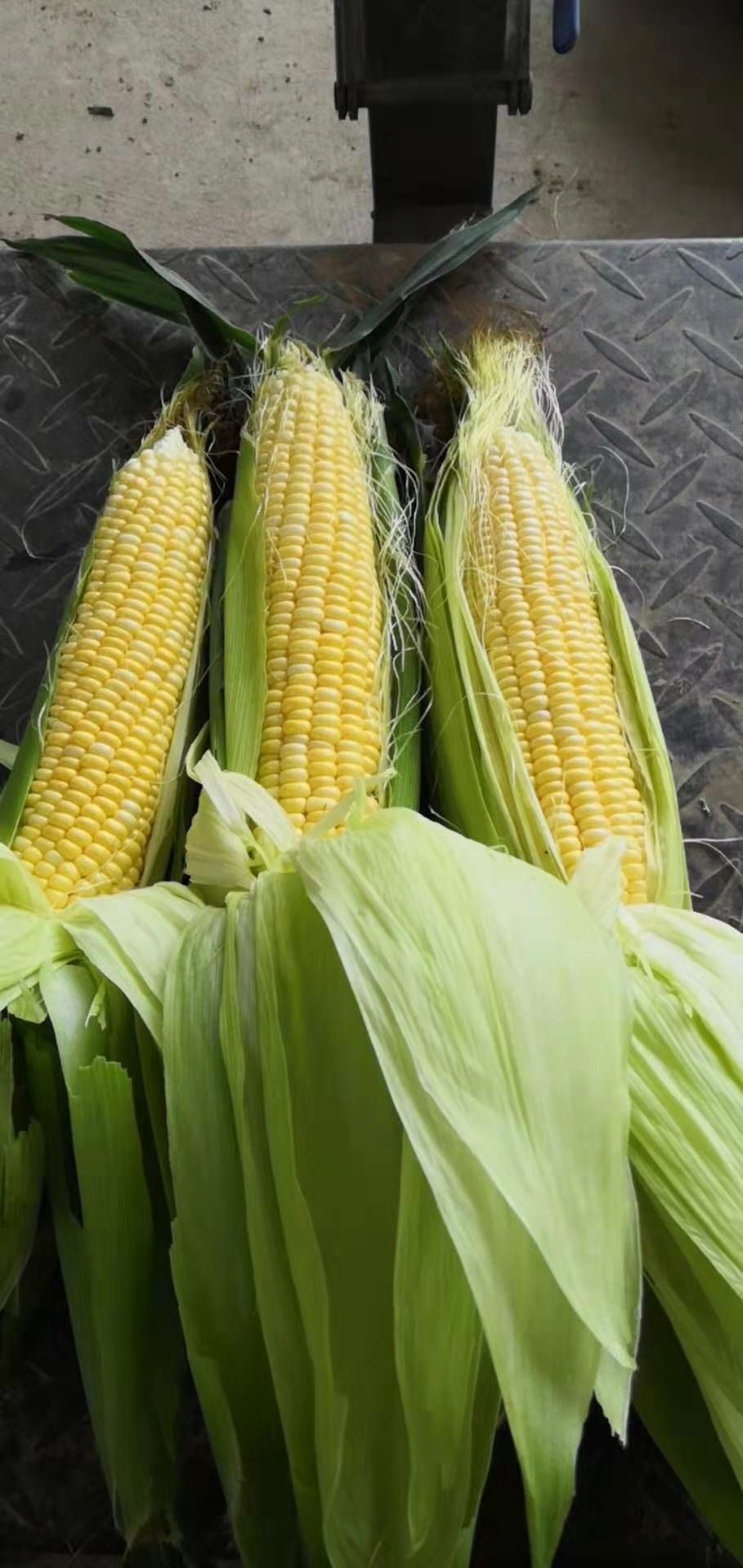 甜玉米,金中玉,太阳花,黄白粒,品种多,5月大量上市欢迎订