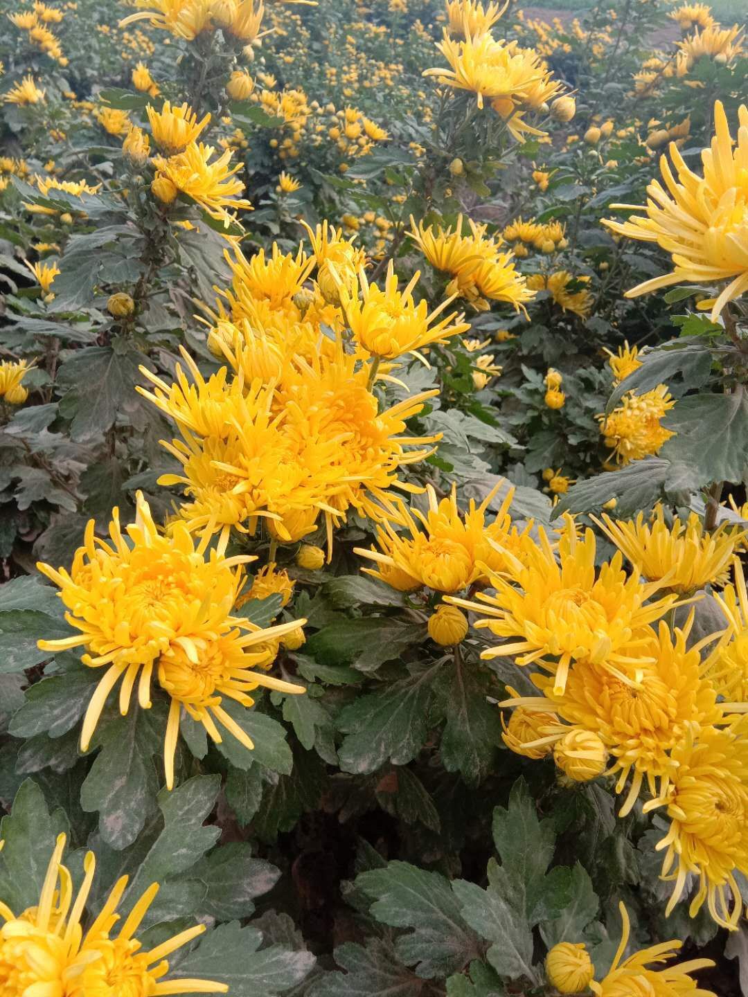 金丝皇菊苗 金丝菊