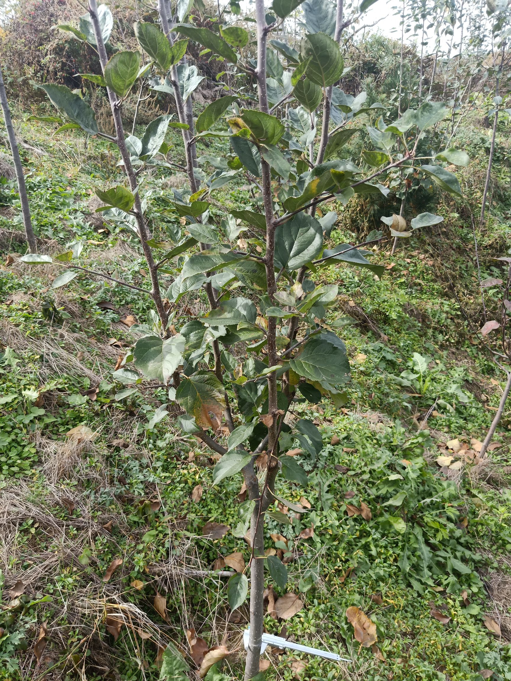 123苹果树苗 有需要东北龙丰,鸡心果,黄太平,123果树和苗木可以和我