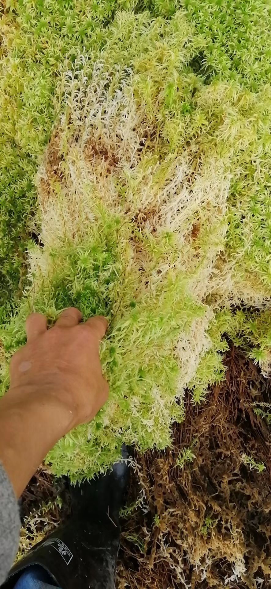 [水苔苔藓批发]水苔苔藓 水苔价格27元/千克 - 惠农网