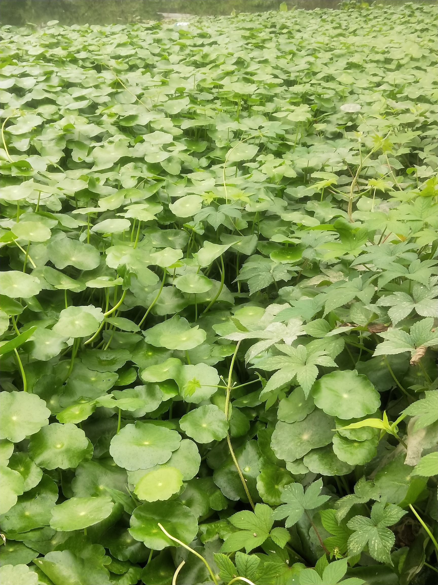 金钱草