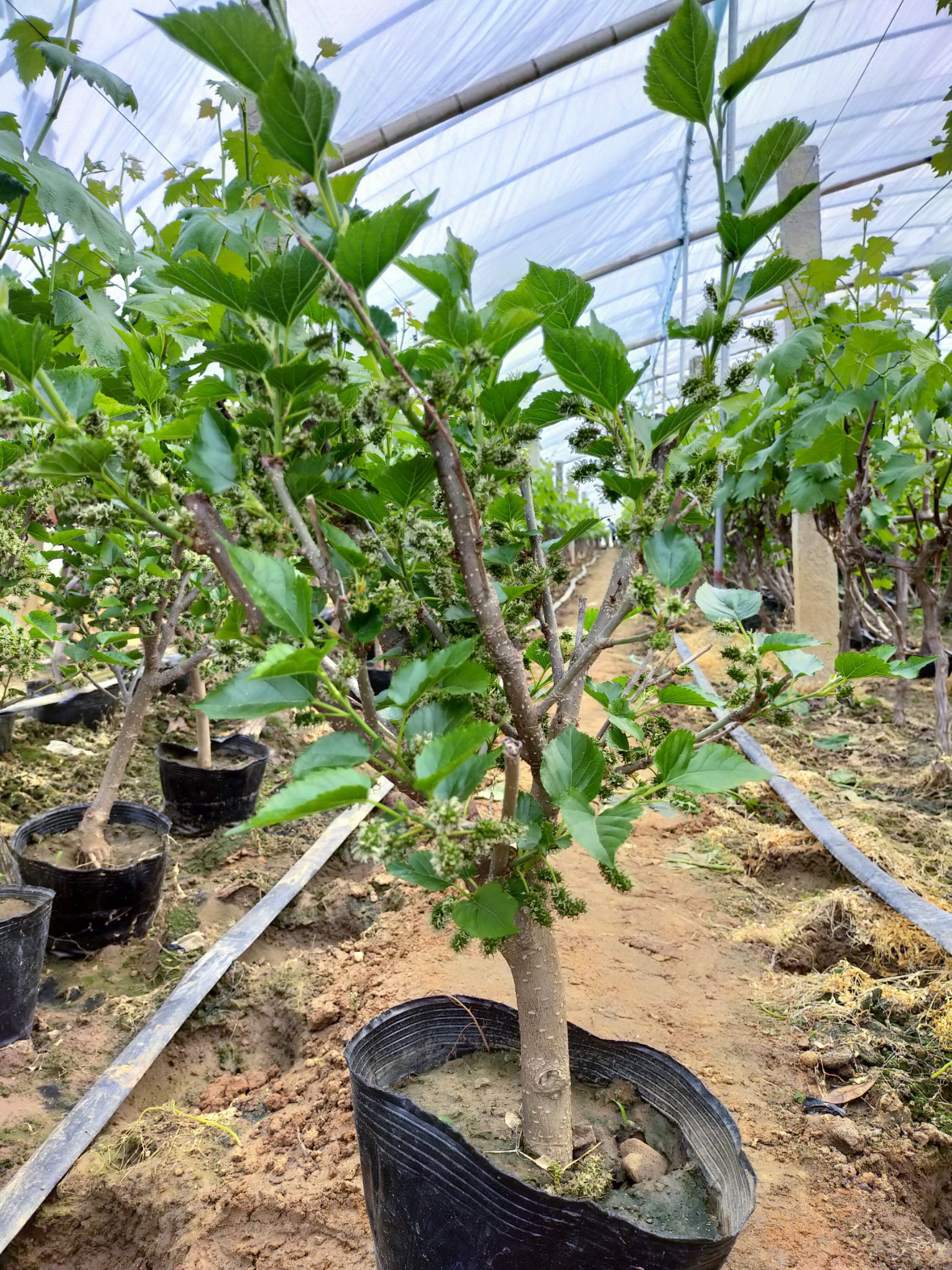 长果桑苗盆栽四季可观赏可食用