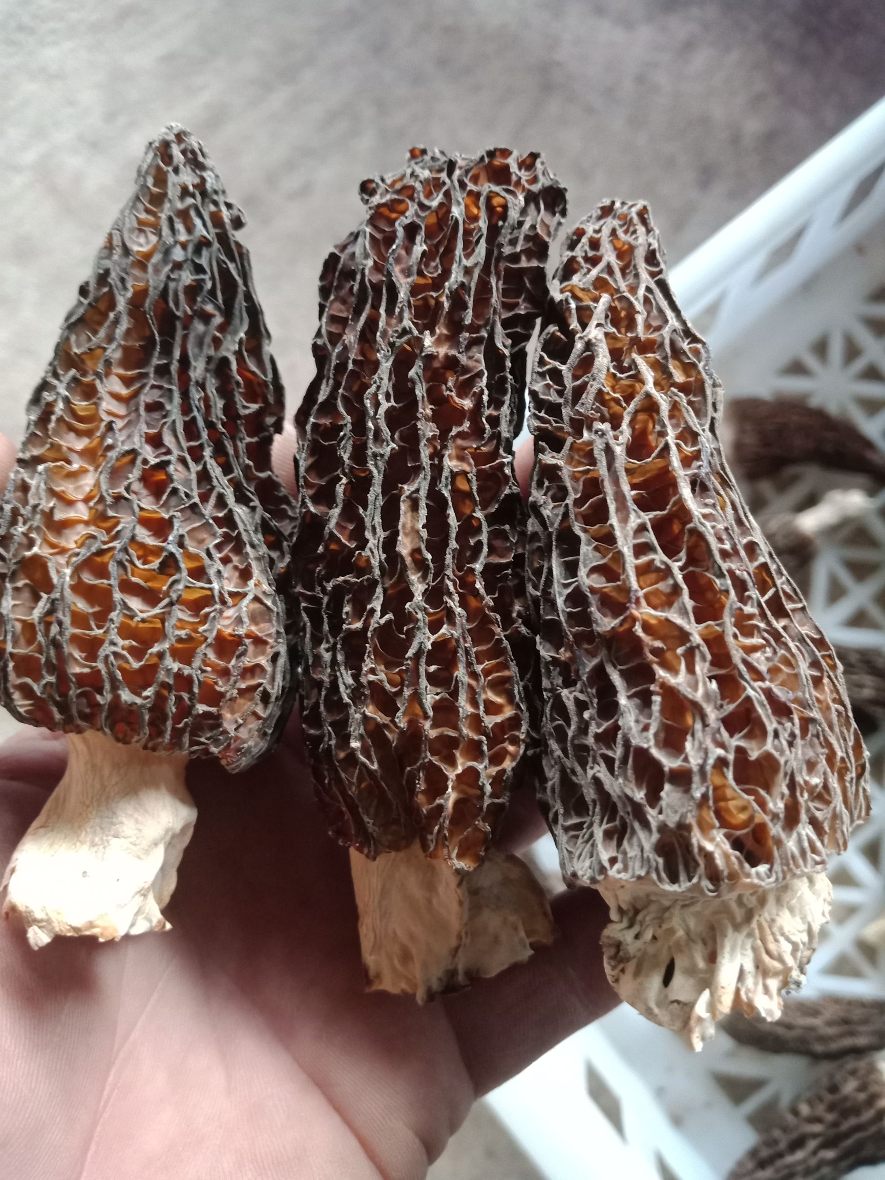 羊肚菌