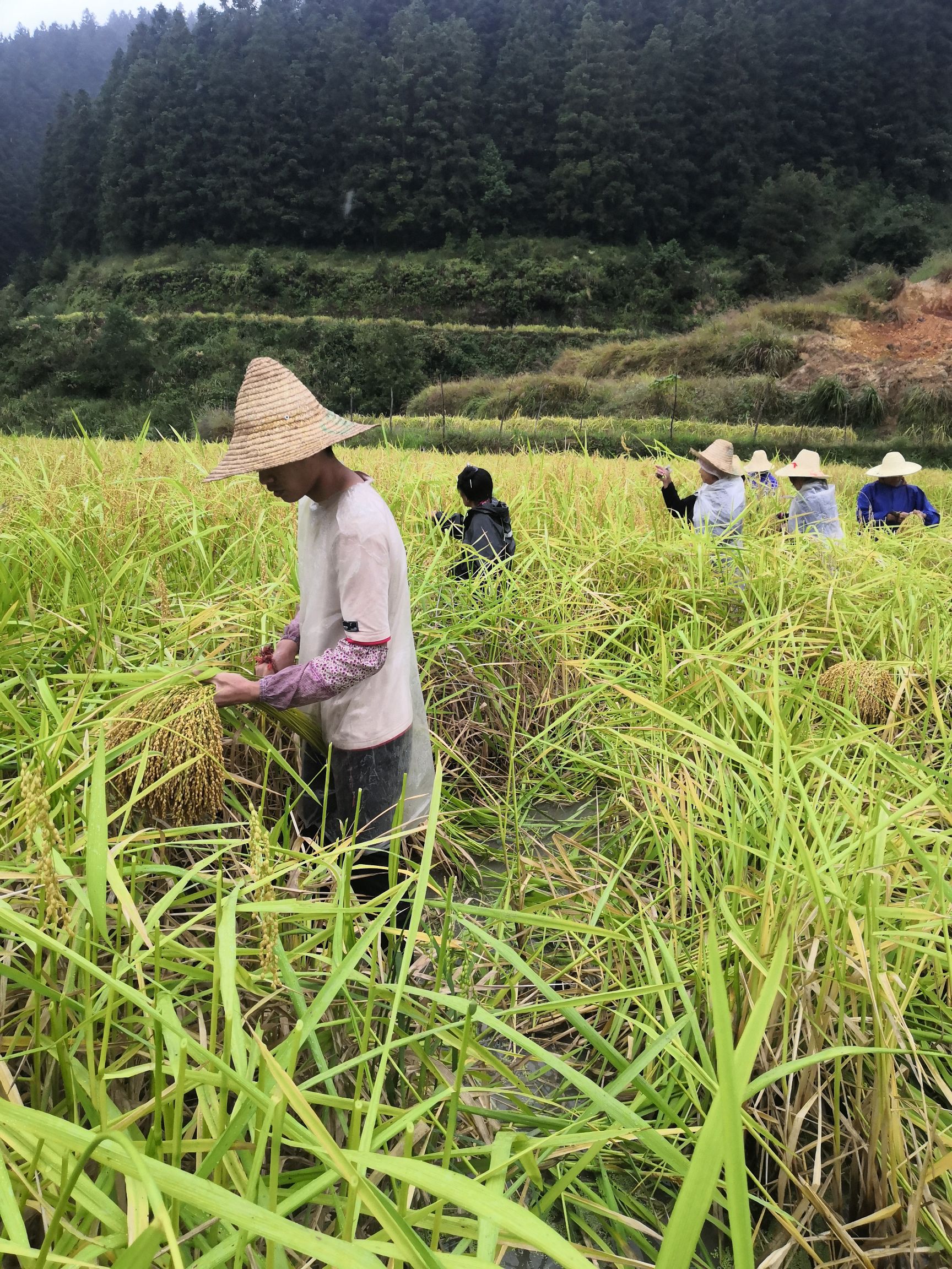 [稻草批发]稻草 禾秆草价格10元/斤 - 惠农网