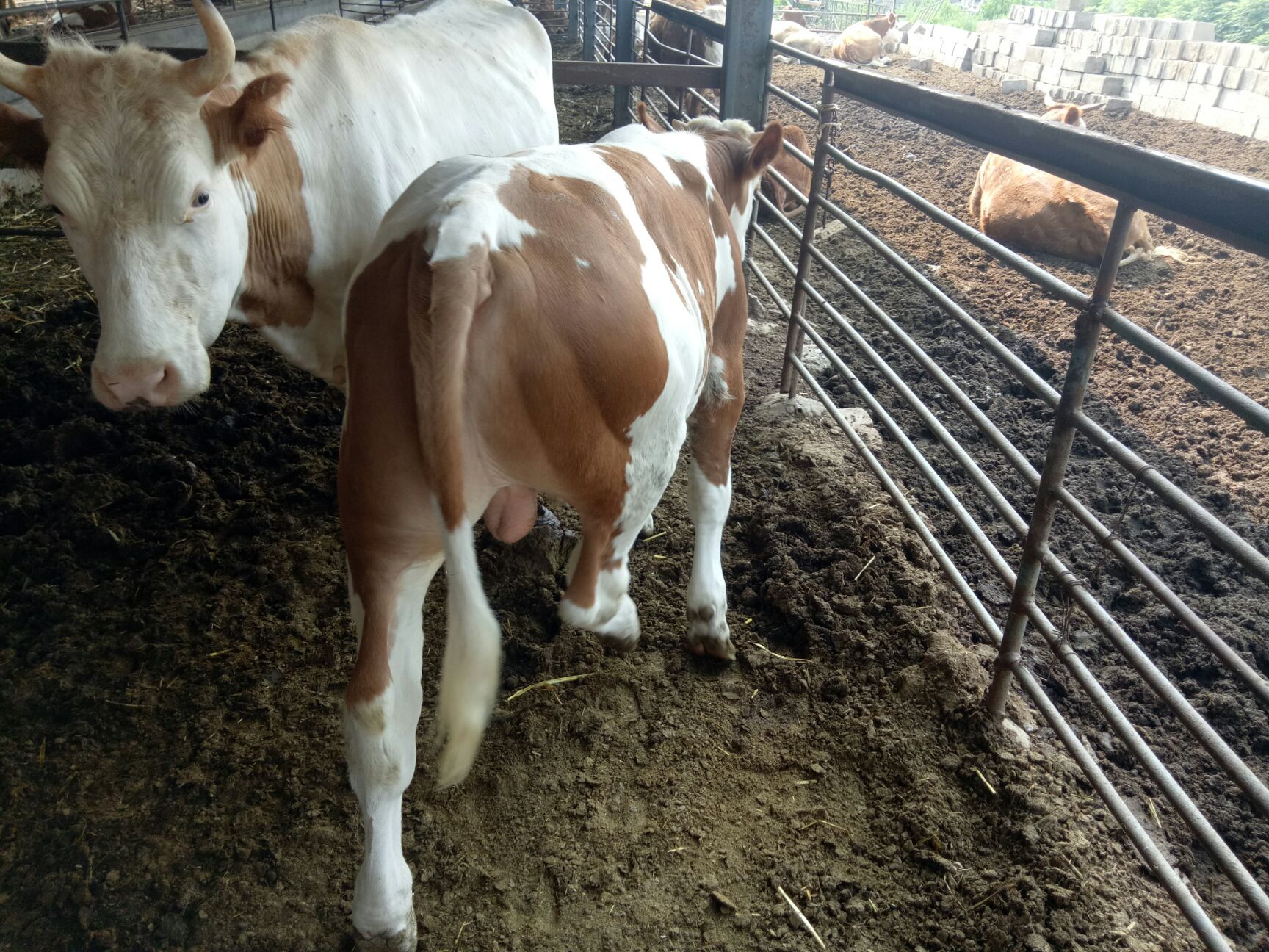 品种牛 种牛大牛 大量出栏夏洛莱量大优惠免费办检疫送货到家