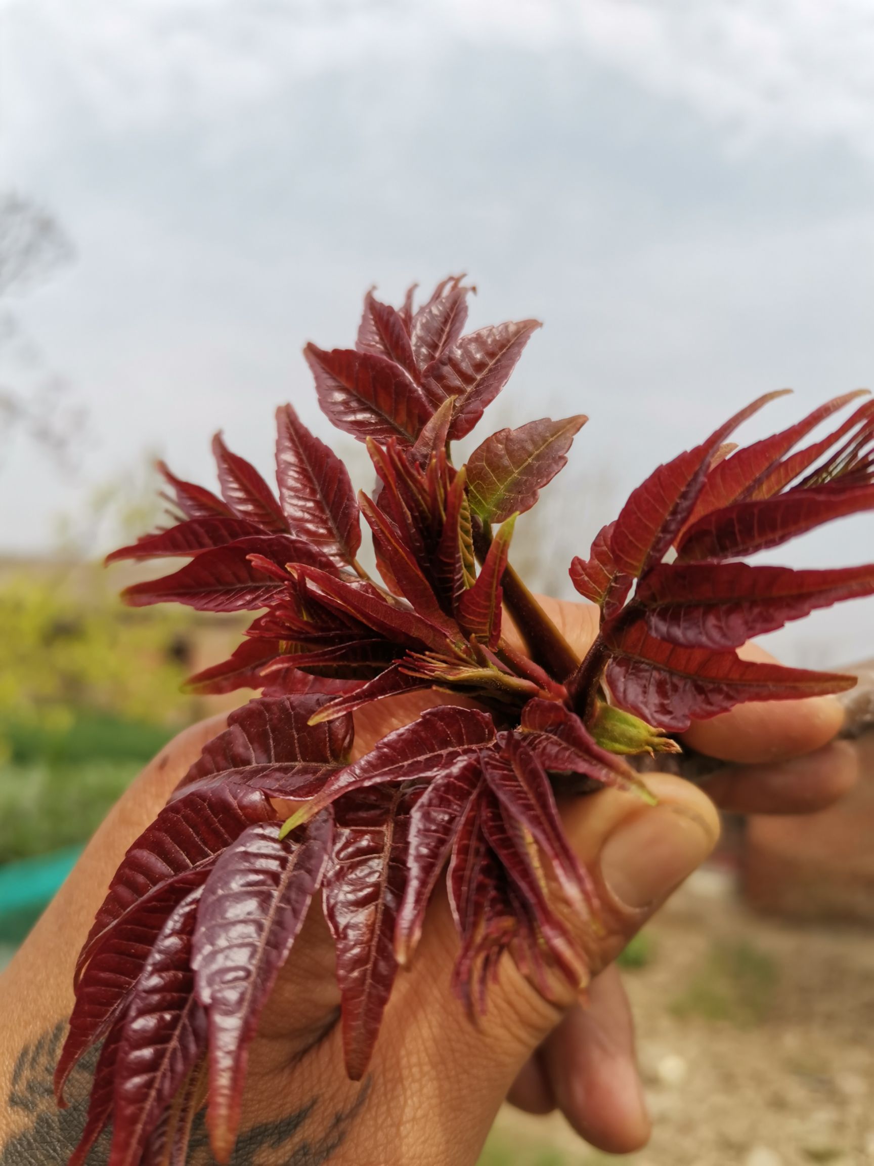 红香椿芽 太和新鲜红春芽